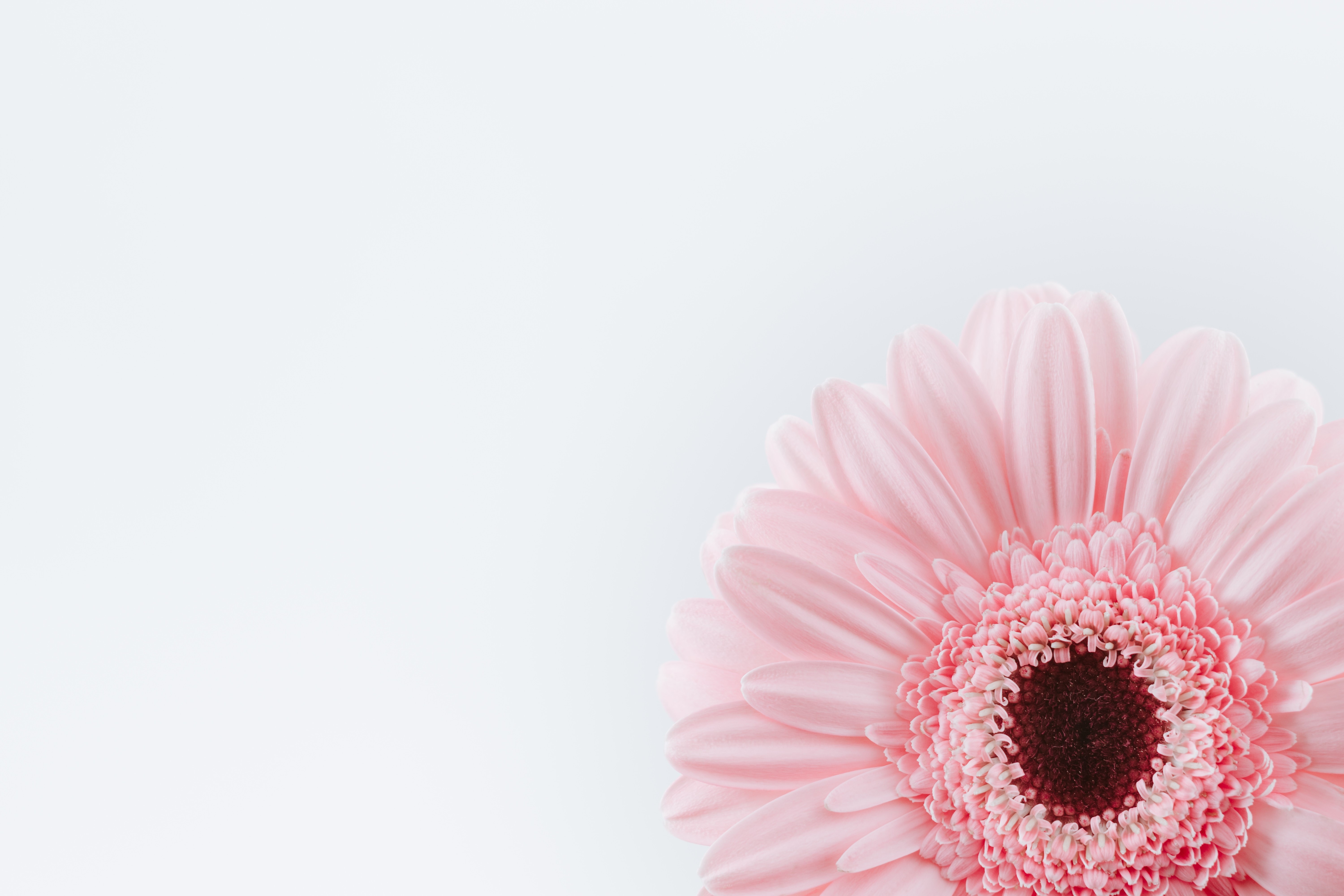 Pink And White Flowers Wallpapers