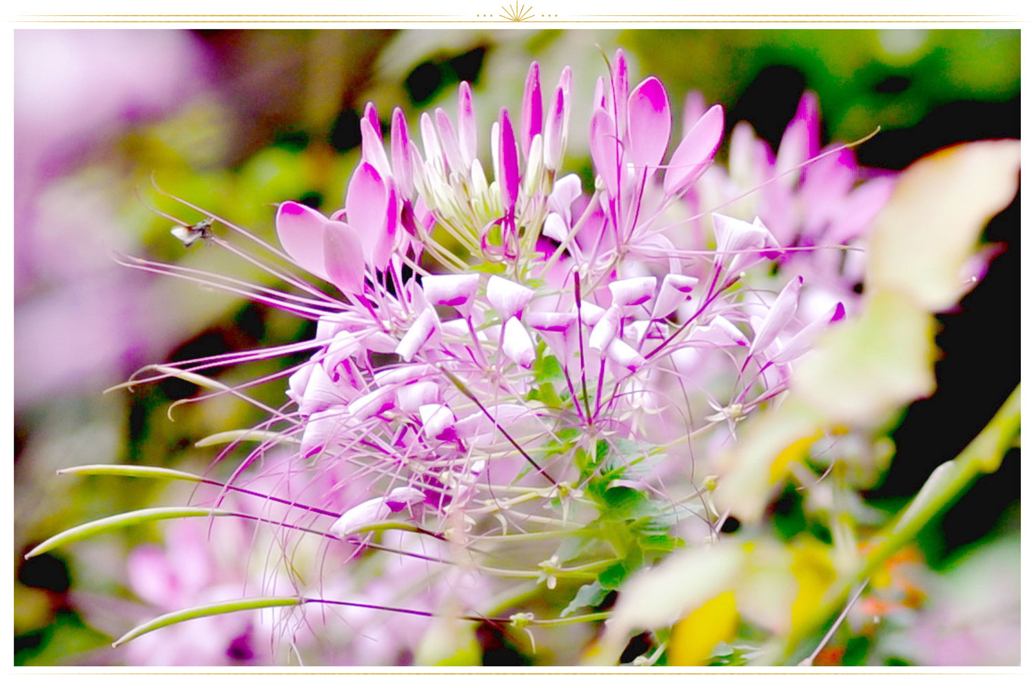 Pink And White Flowers Wallpapers