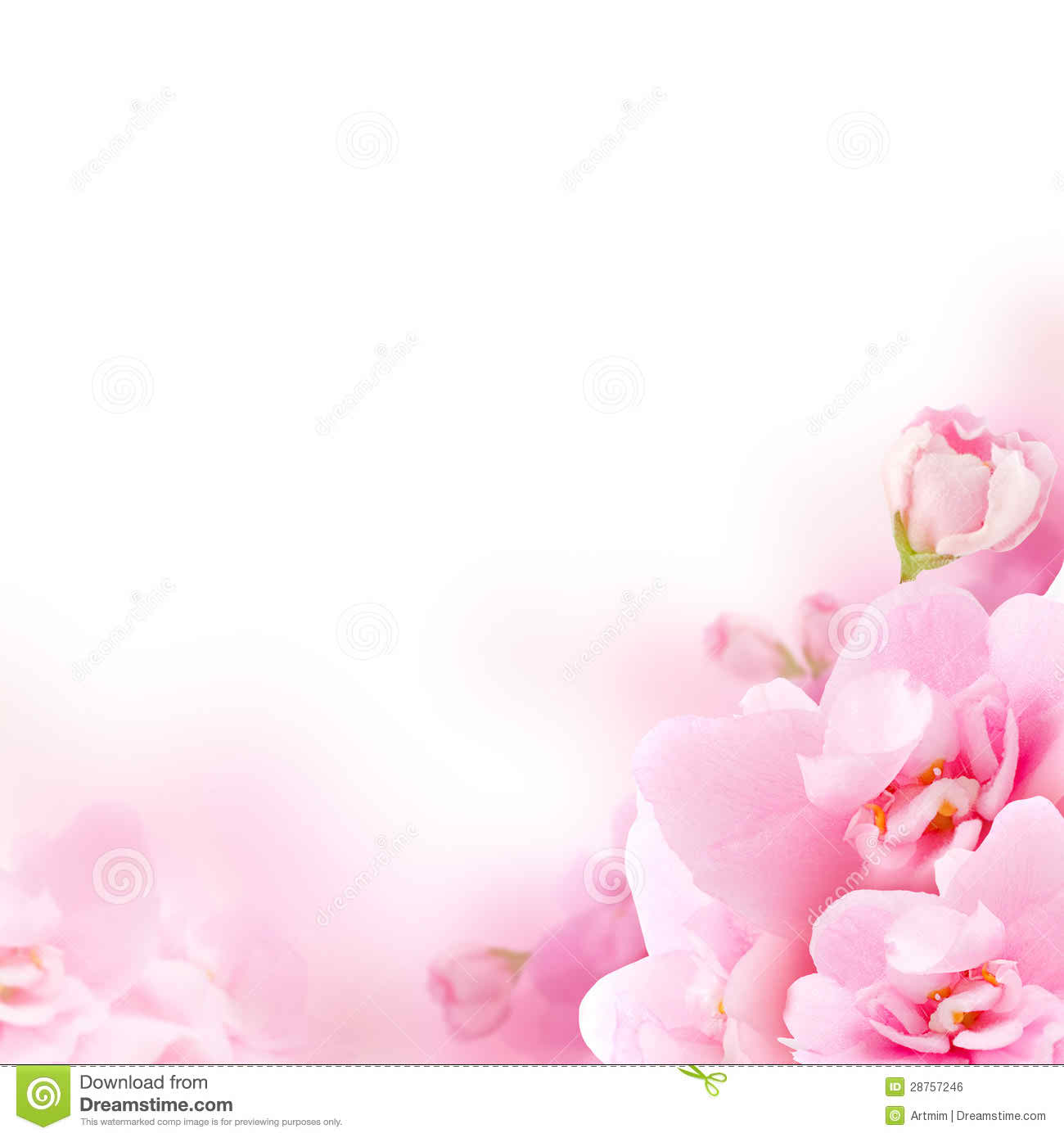 Pink And White Flowers Wallpapers