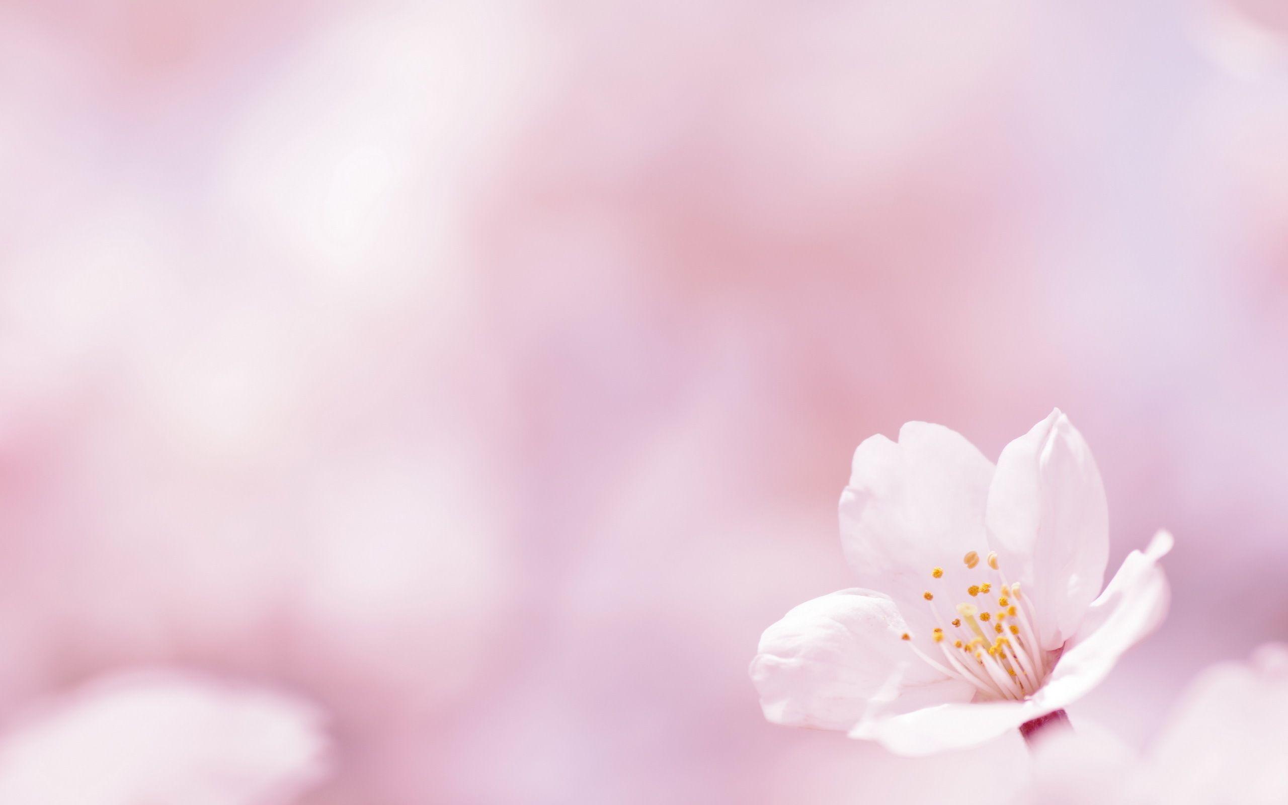 Pink And White Flowers Wallpapers