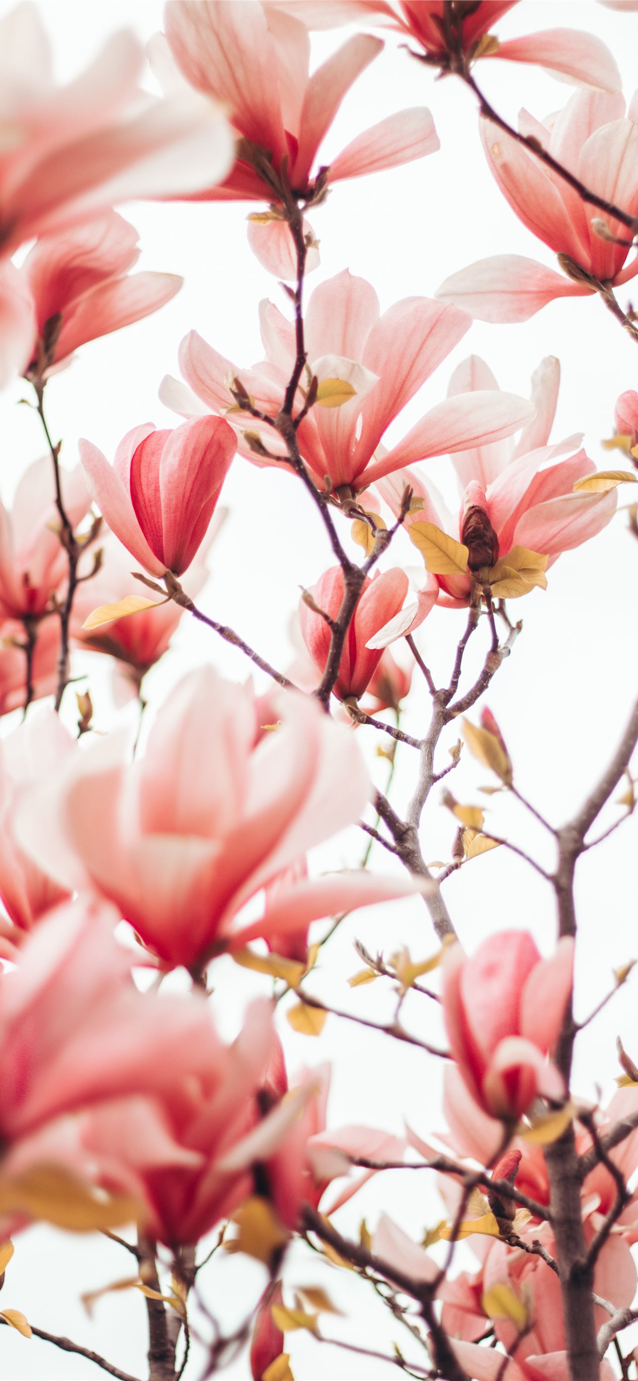 Pink And White Flowers Wallpapers