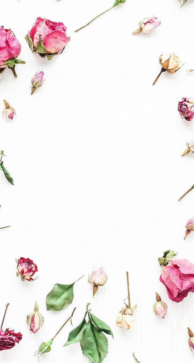 Pink And White Flowers Wallpapers