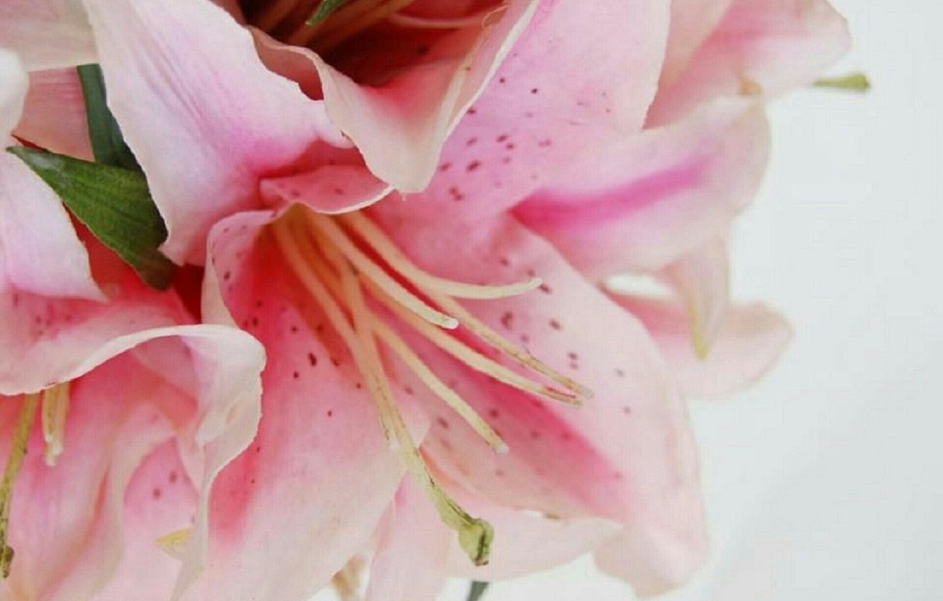 Pink And White Lilies Wallpapers