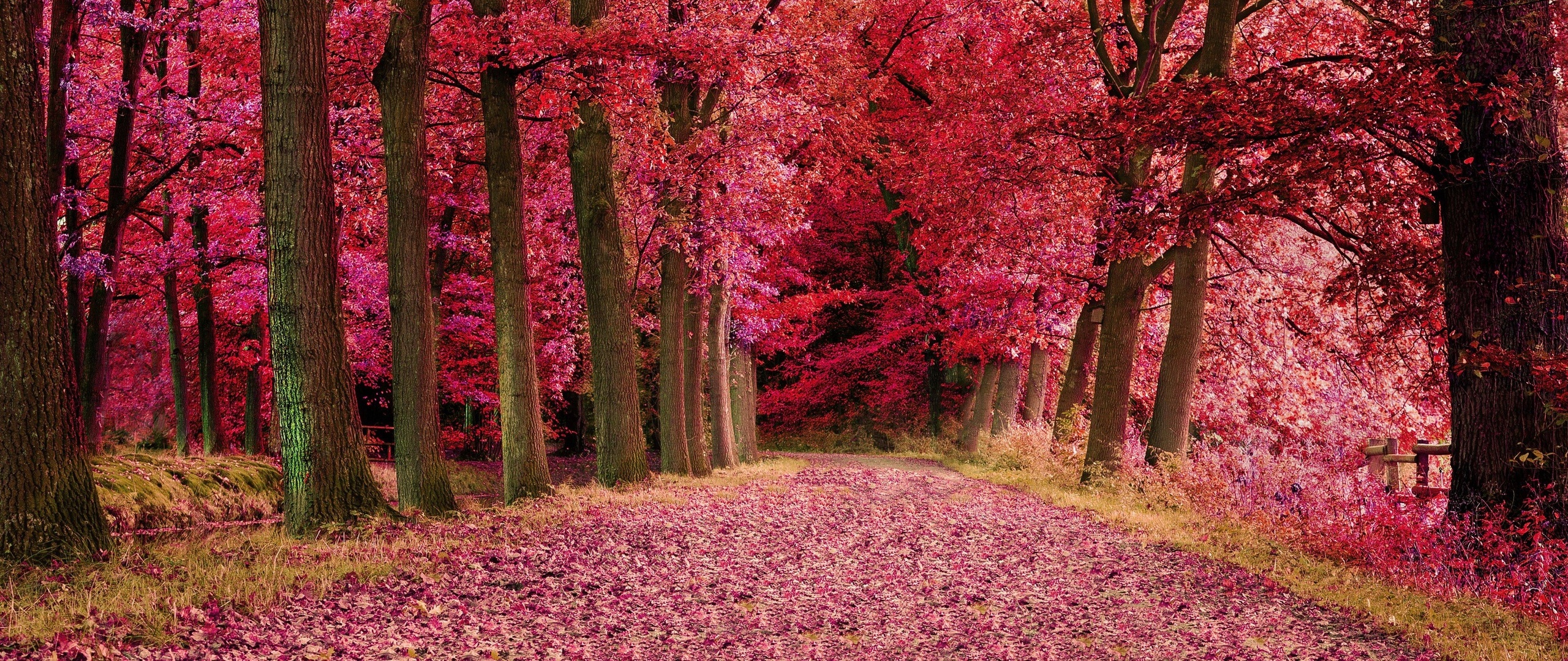 Pink Autumn Wallpapers