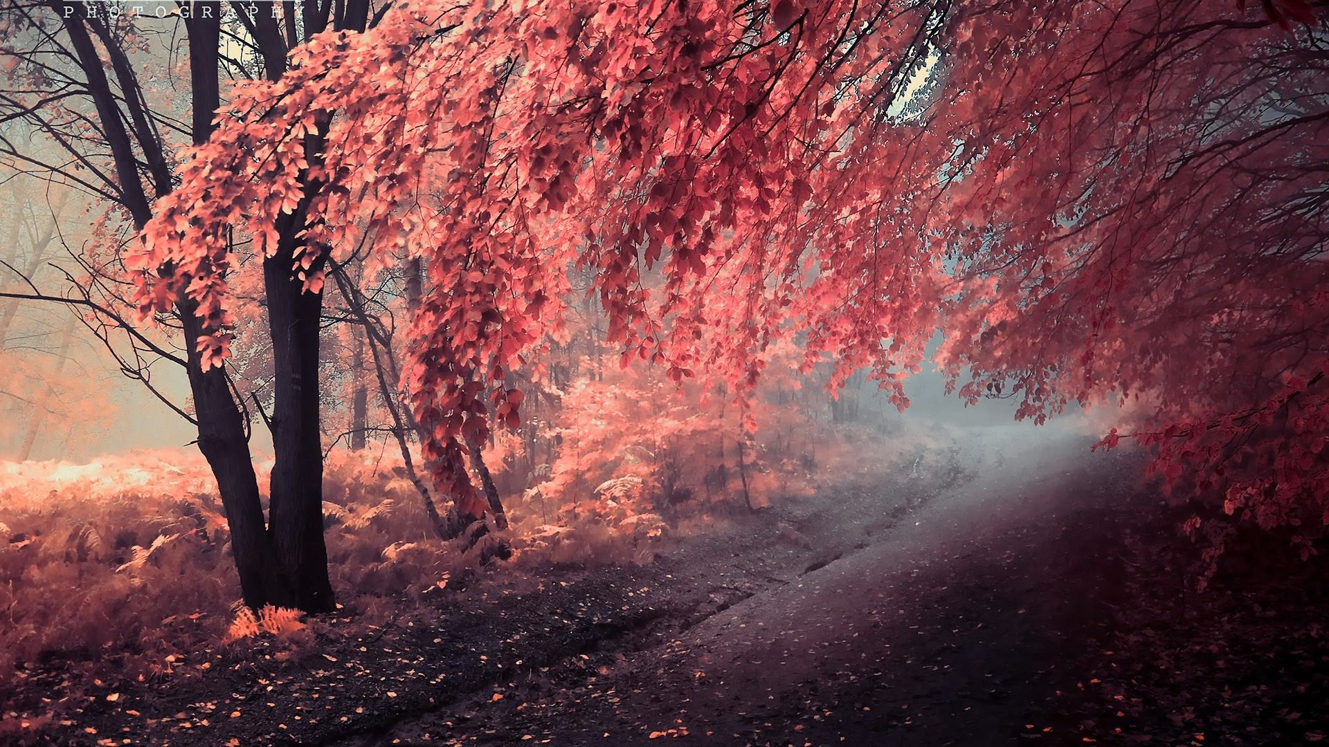 Pink Autumn Wallpapers