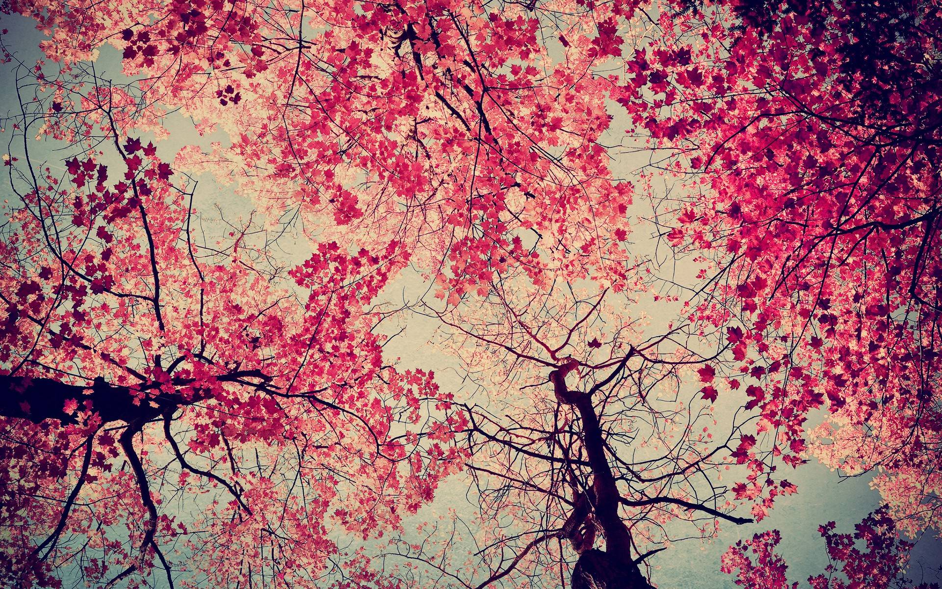 Pink Autumn Wallpapers