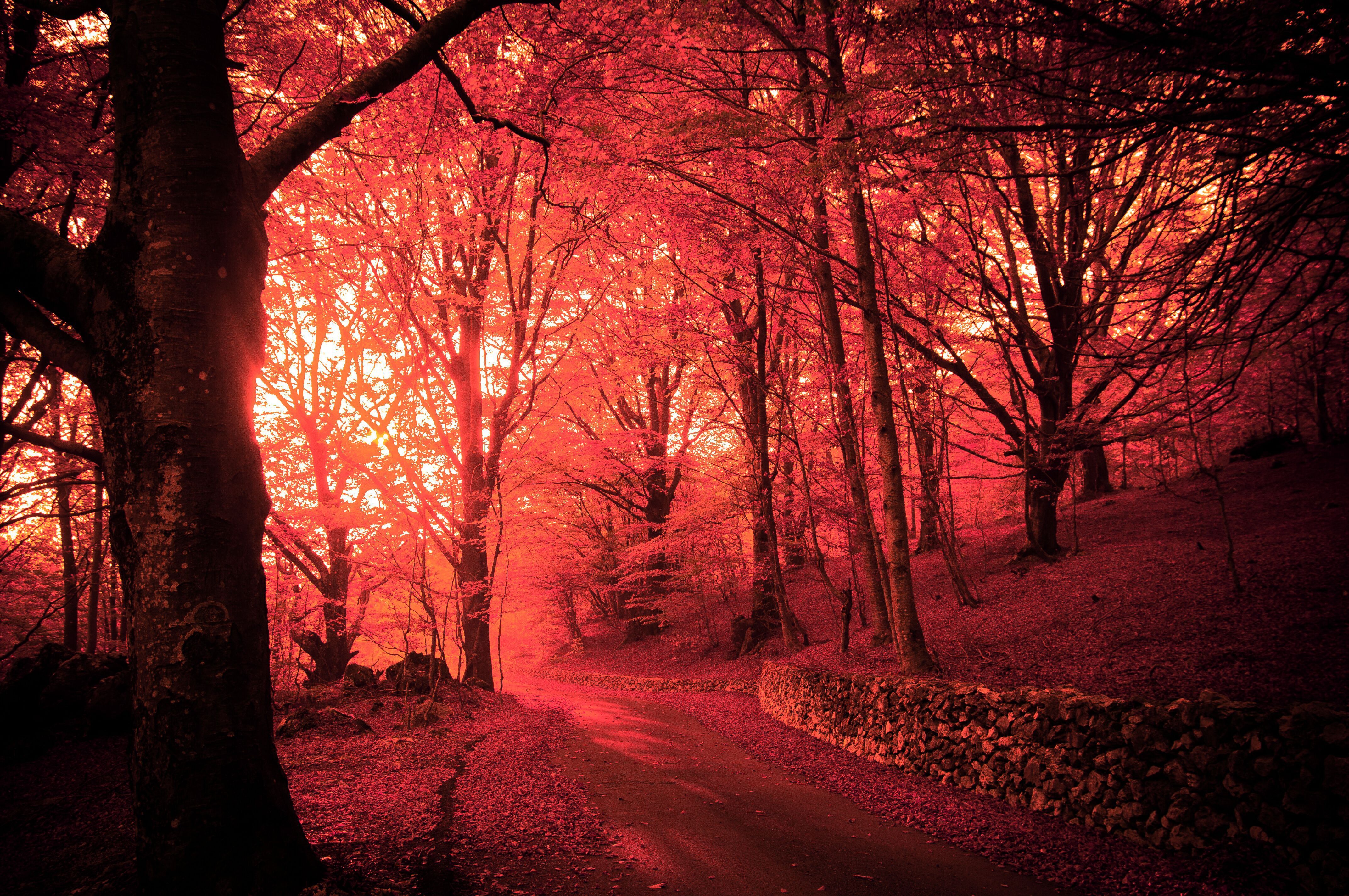 Pink Autumn Wallpapers