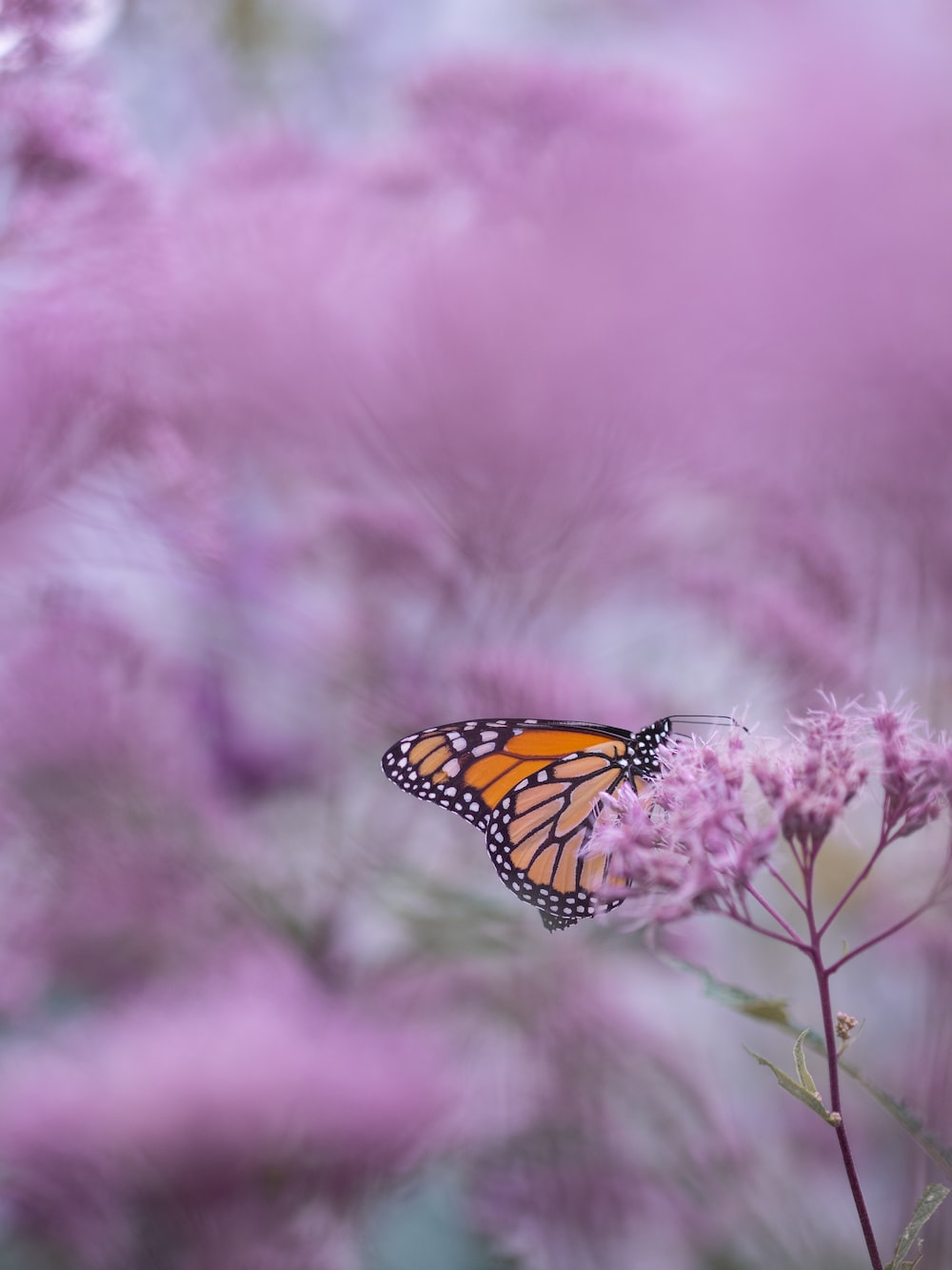 Pink Butterfly Wallpapers