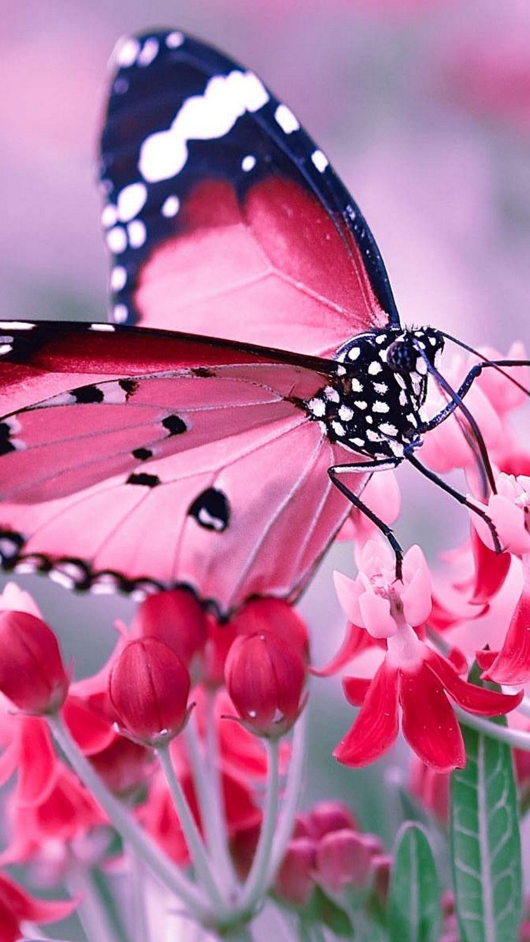 Pink Butterfly Phone Wallpapers