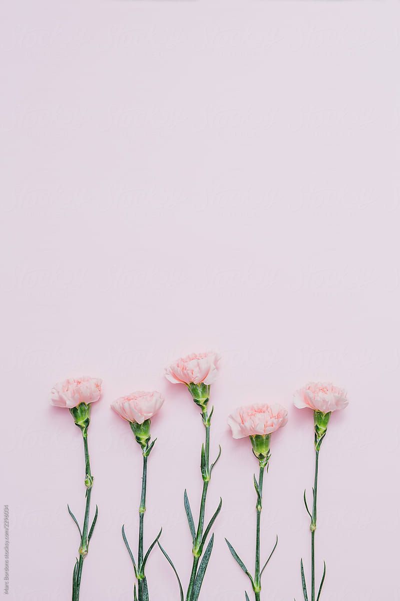 Pink Carnation Wallpapers