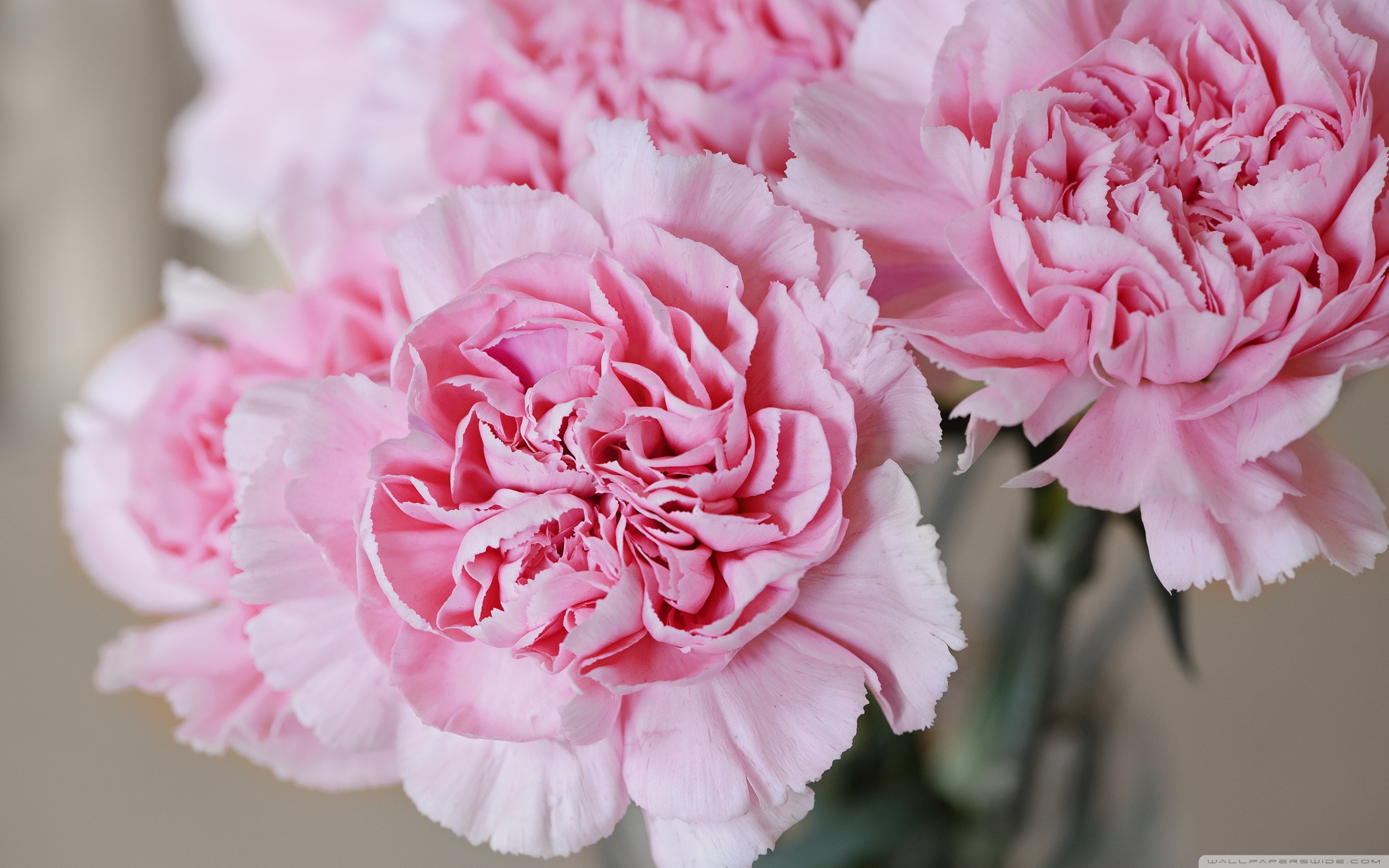 Pink Carnation Wallpapers