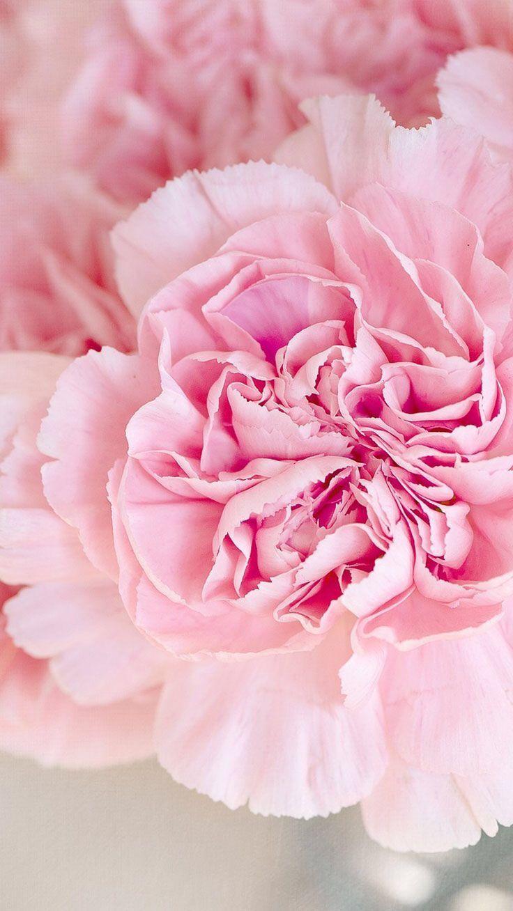 Pink Carnation Wallpapers