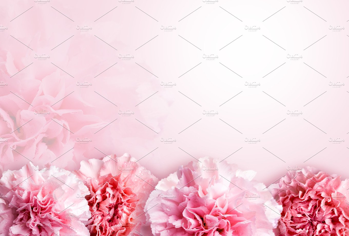 Pink Carnation Wallpapers