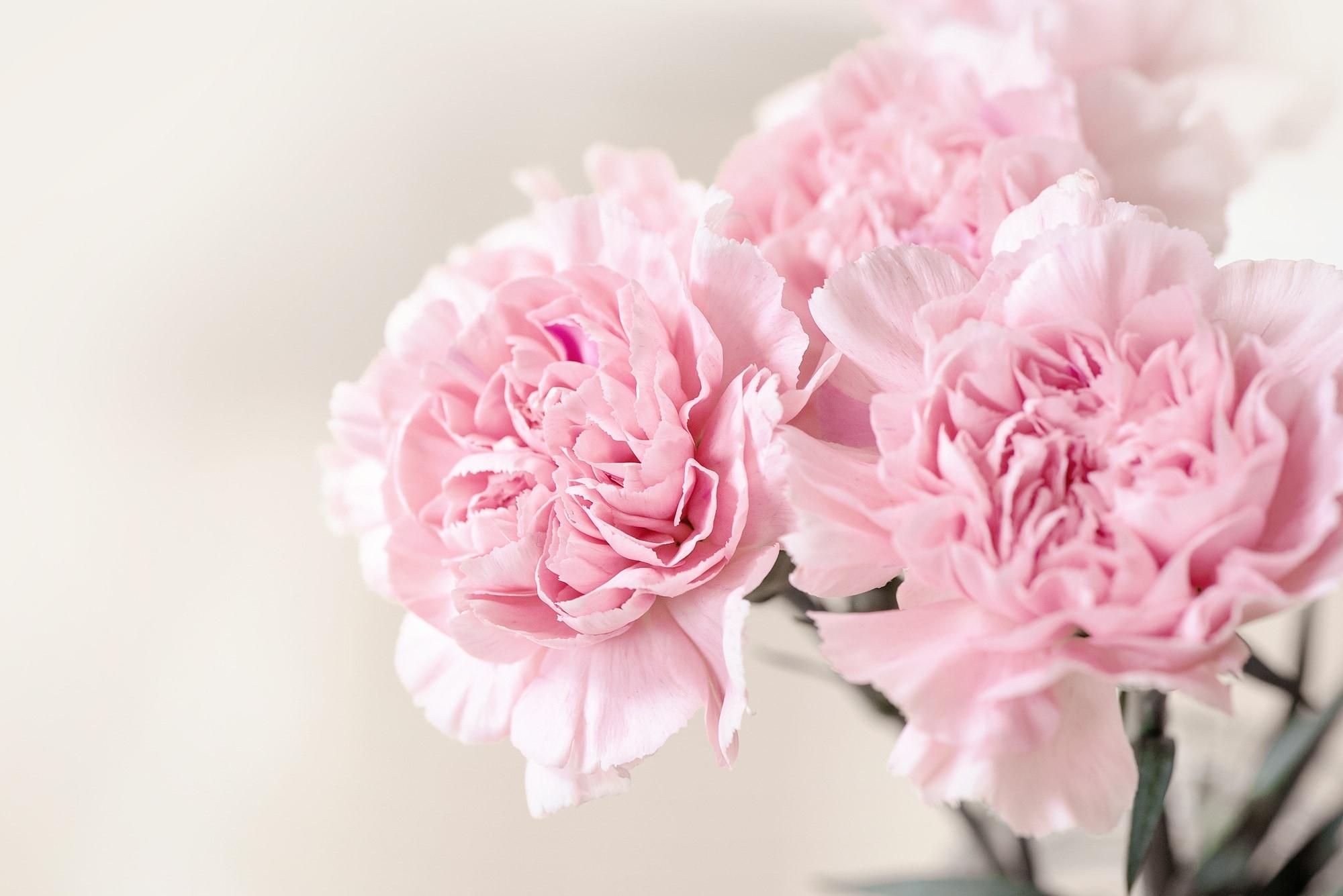 Pink Carnation Wallpapers