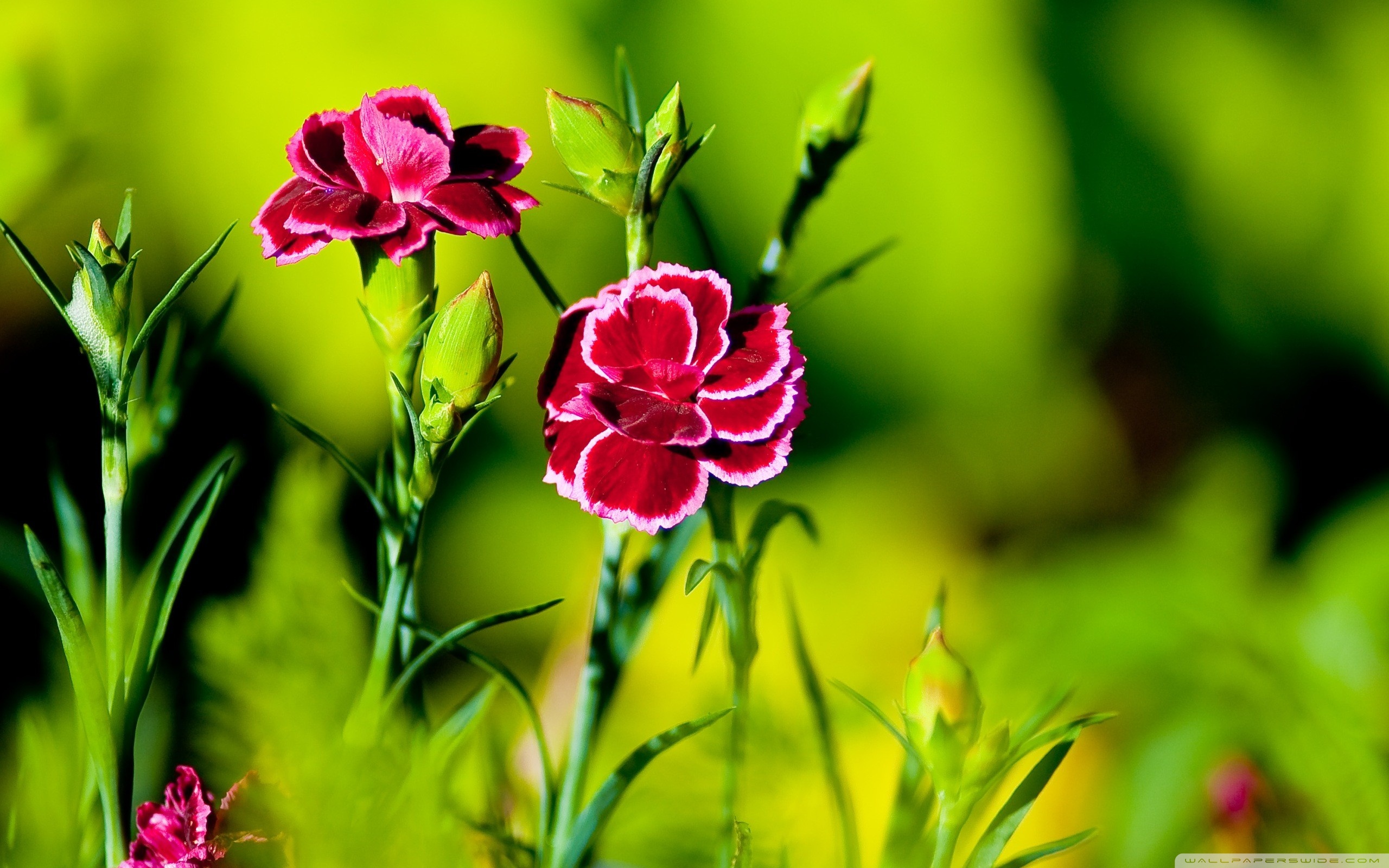 Pink Carnation Wallpapers