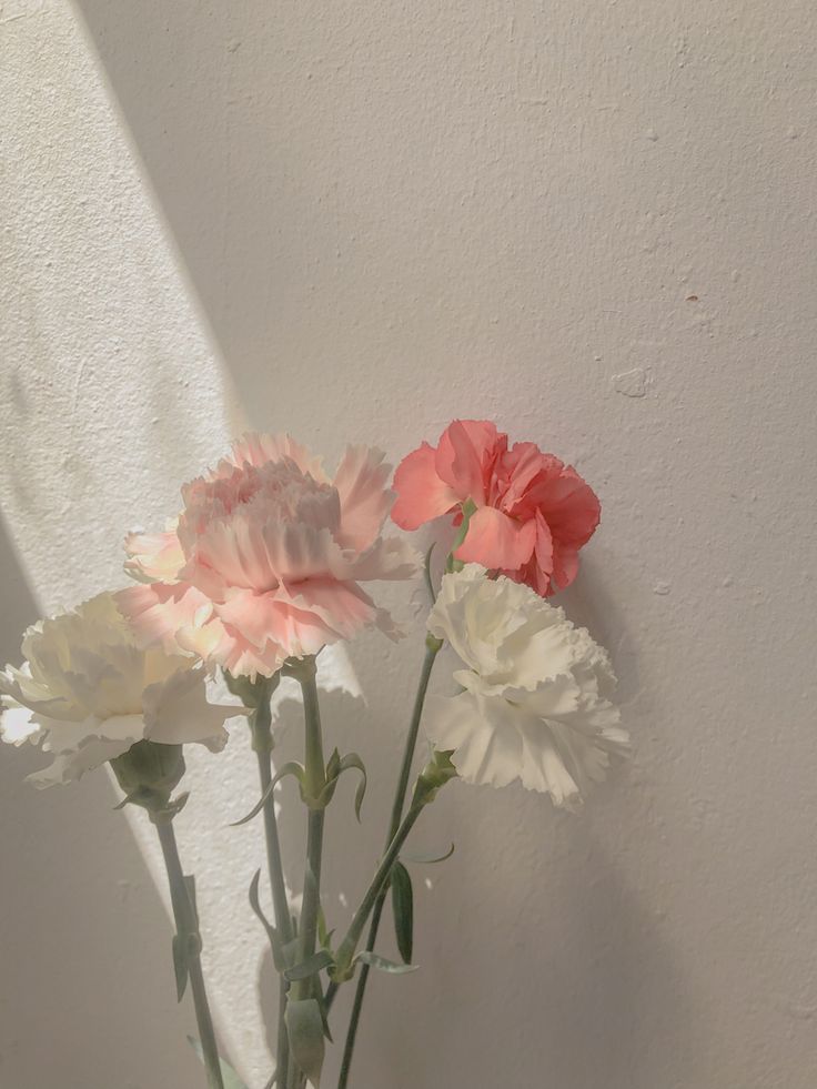 Pink Carnation Wallpapers