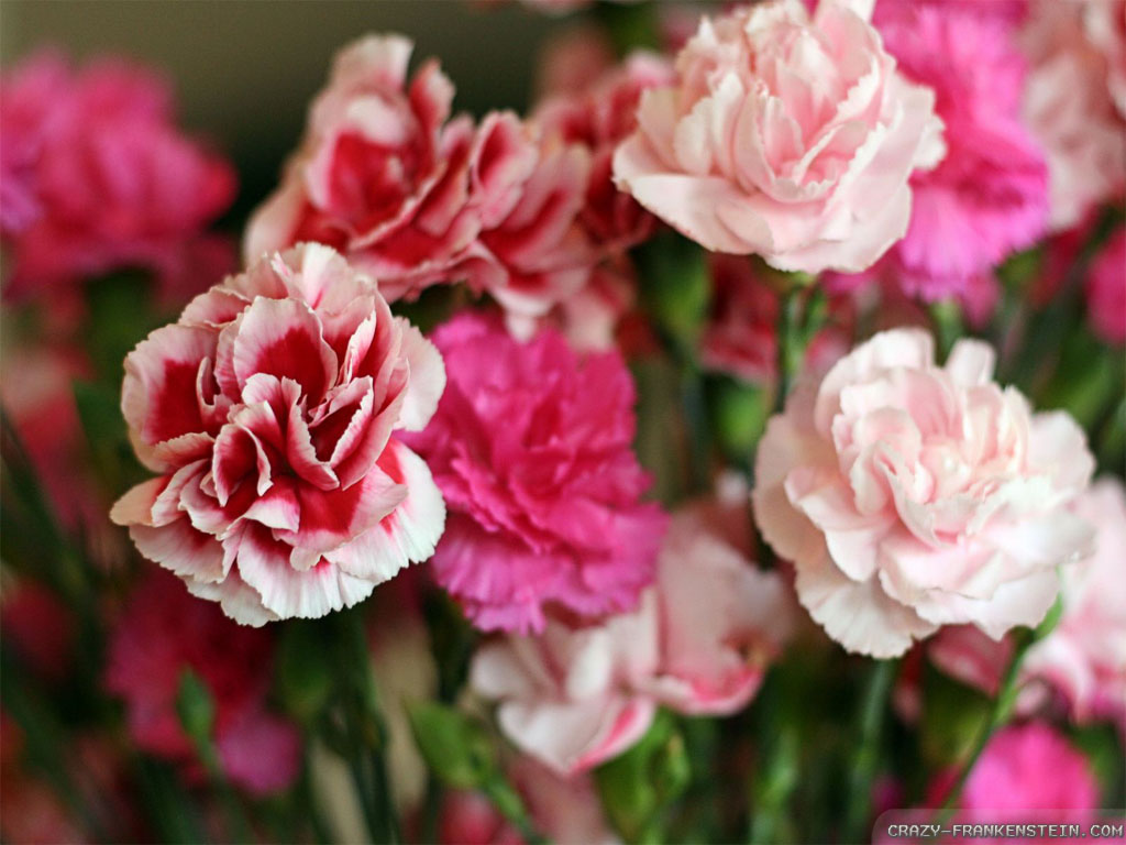 Pink Carnation Wallpapers