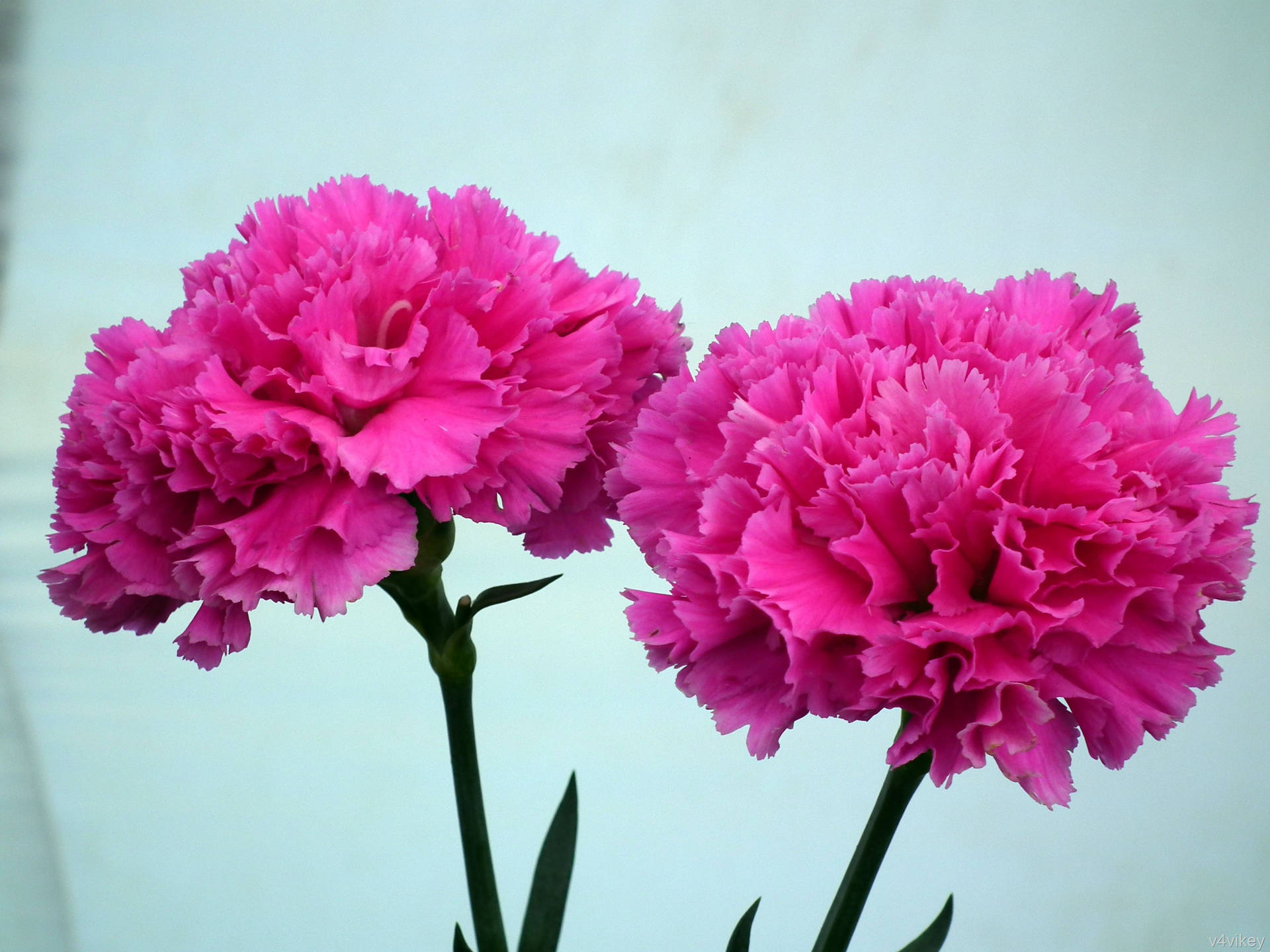 Pink Carnation Wallpapers