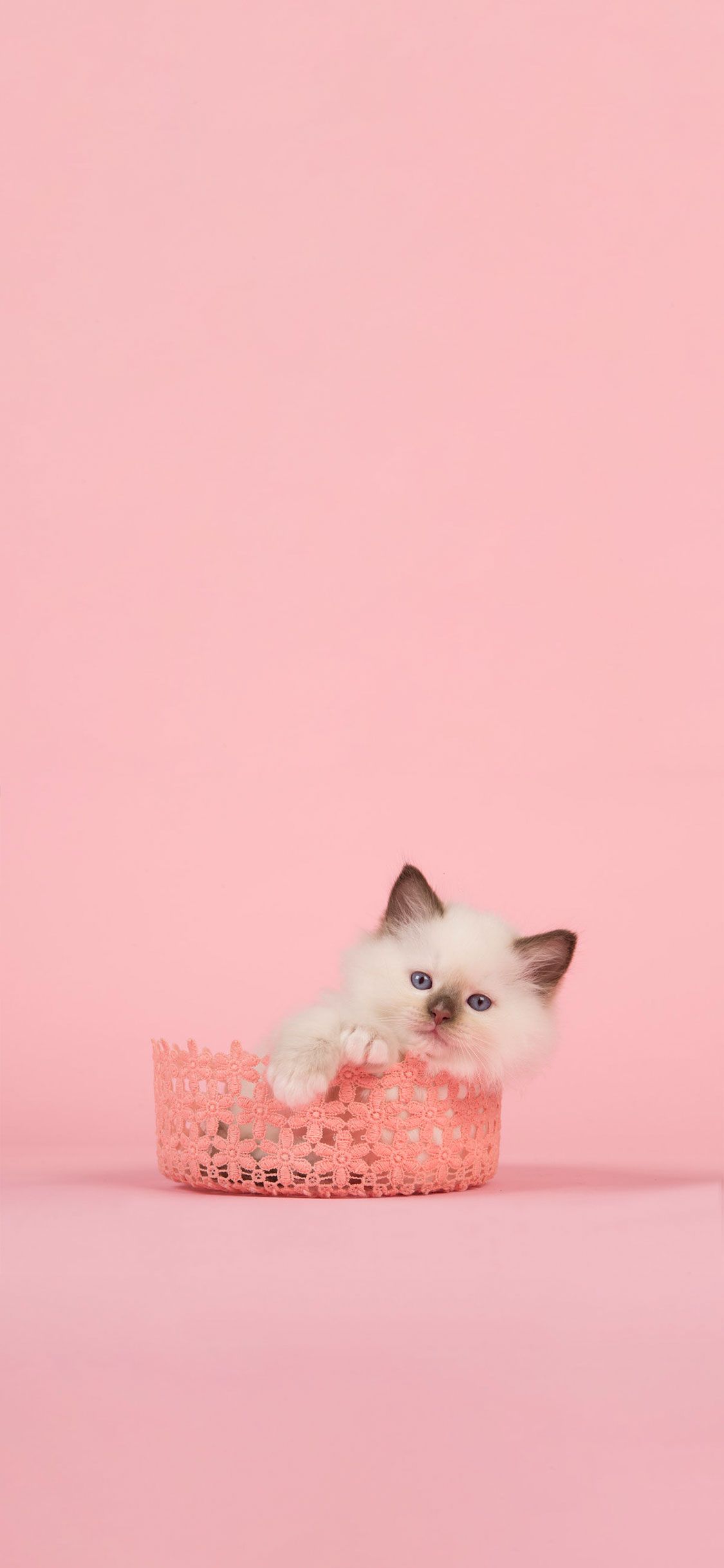 Pink Cat Wallpapers