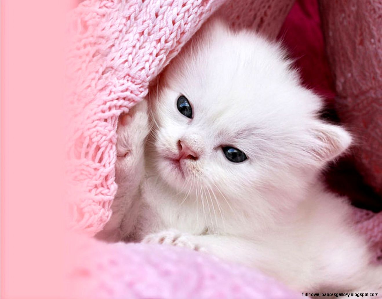 Pink Cat Wallpapers