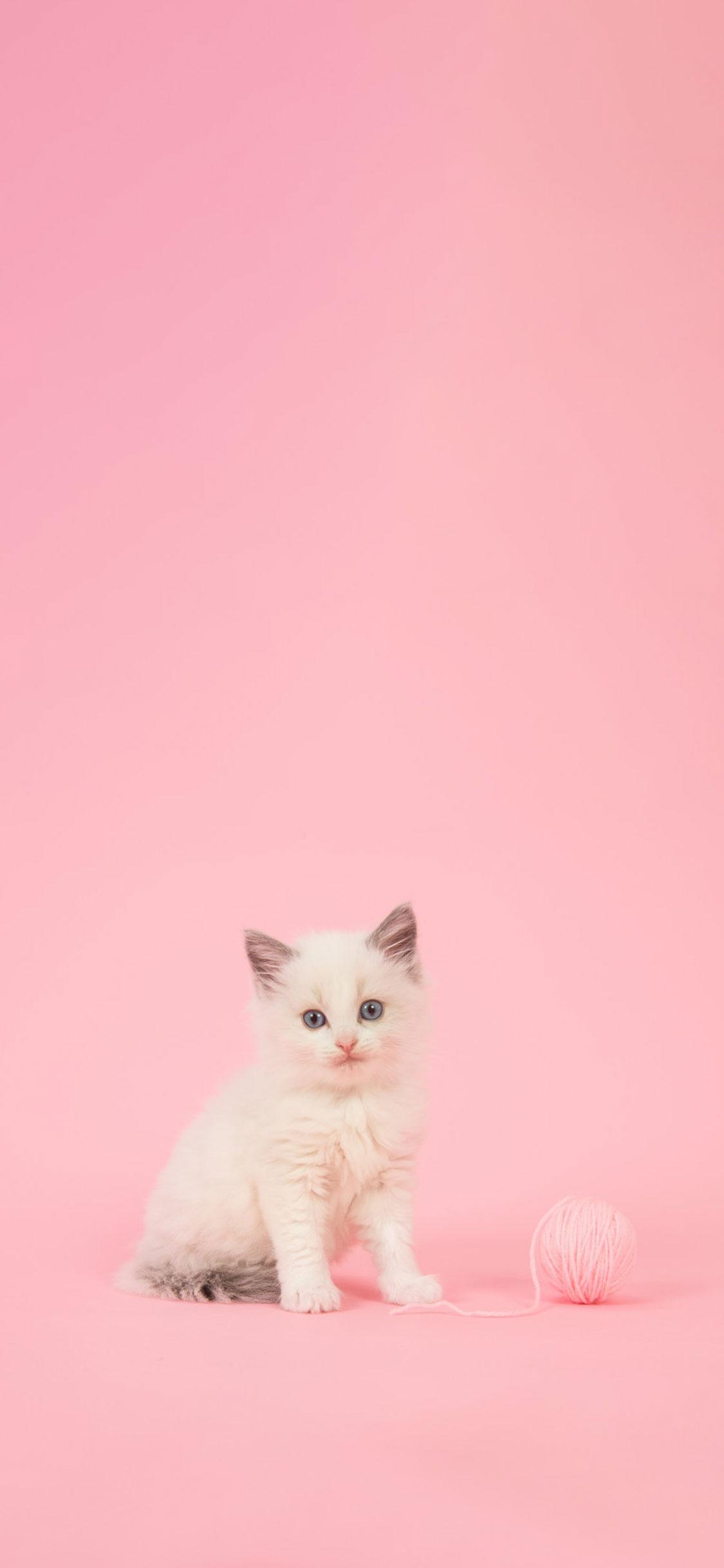 Pink Cat Wallpapers