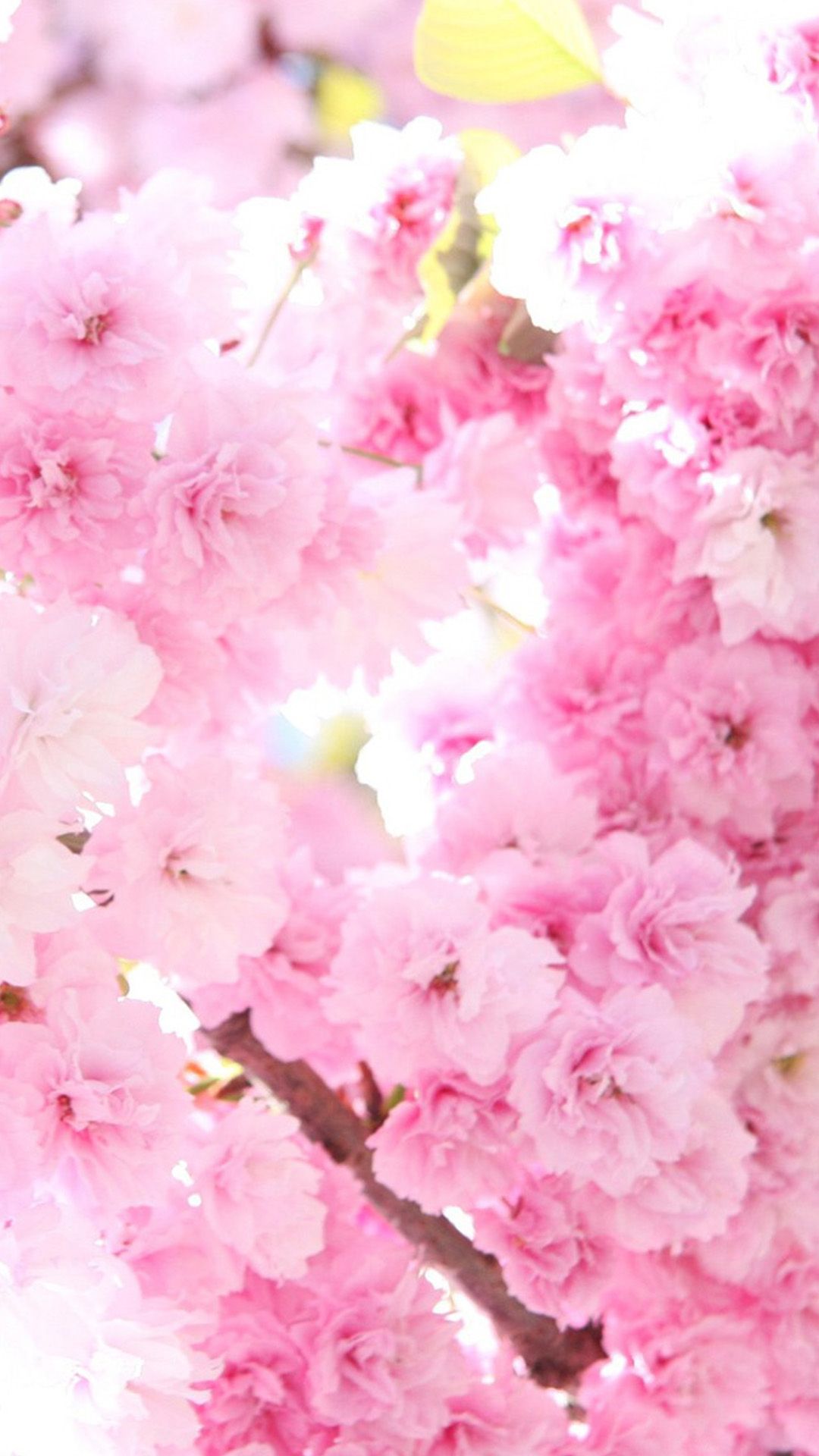 Pink Cherry Blossom Wallpapers