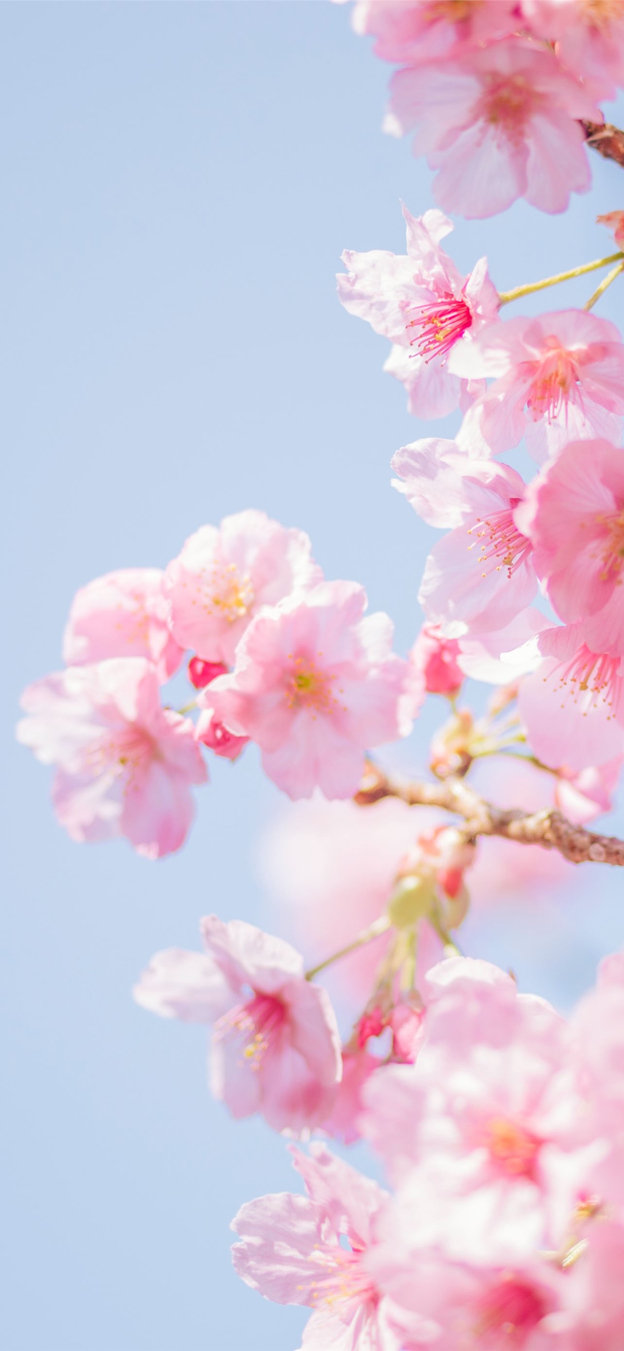 Pink Cherry Blossom Wallpapers