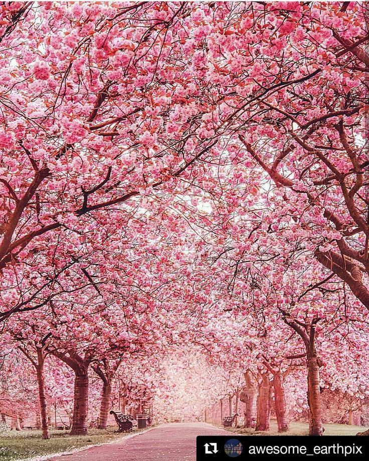 Pink Cherry Blossom Tree Wallpapers
