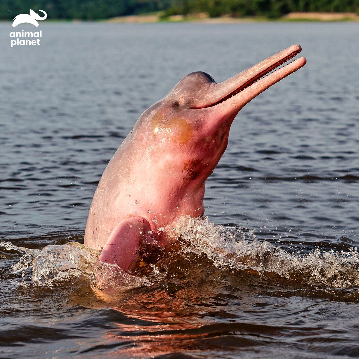 Pink Dolphins Wallpapers