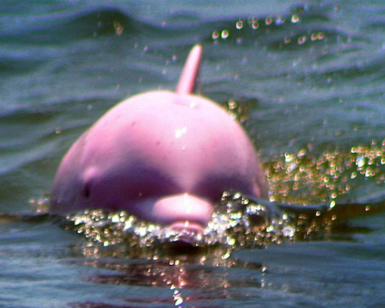 Pink Dolphins Wallpapers