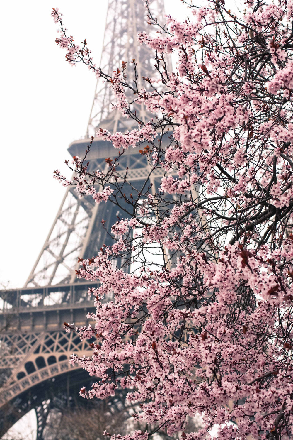 Pink Eiffel Tower Wallpapers