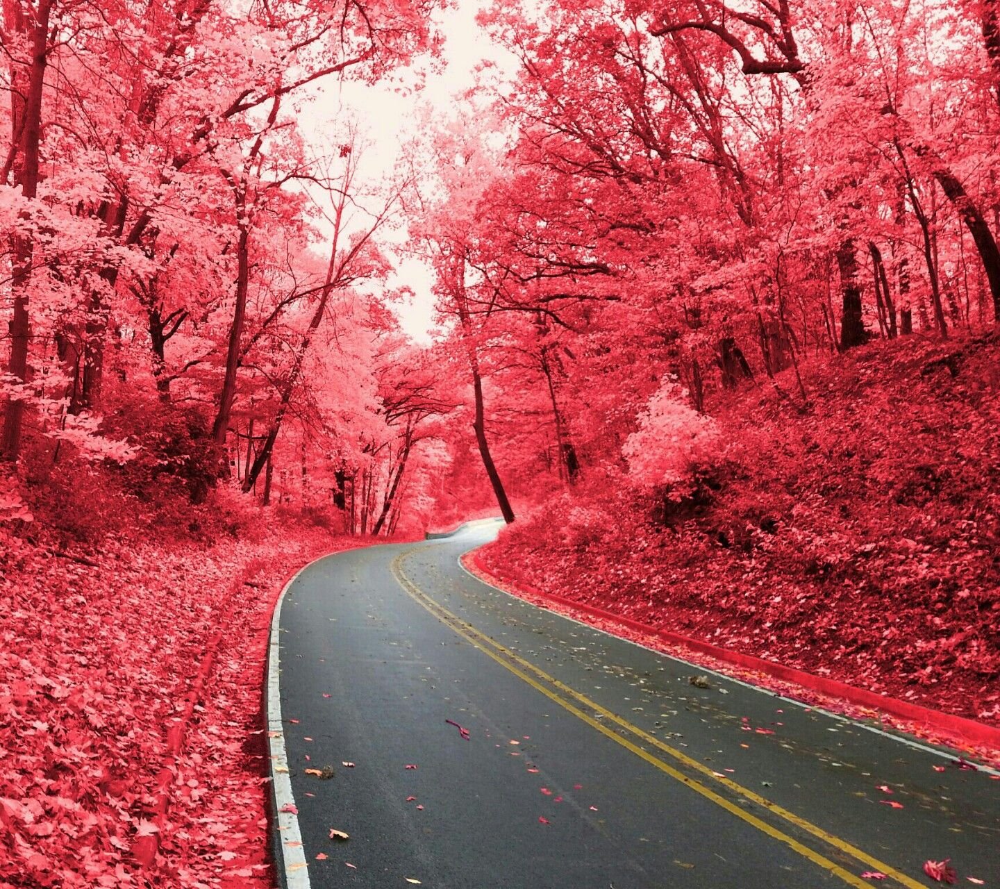 Pink Fall Wallpapers