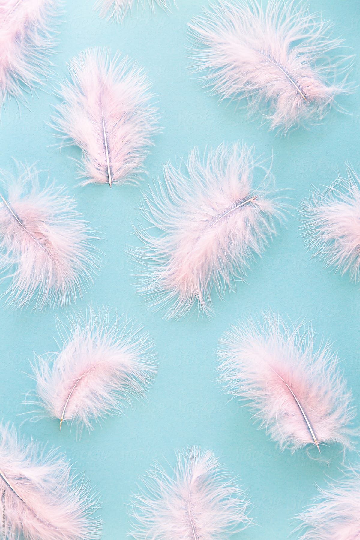 Pink Feathers Wallpapers