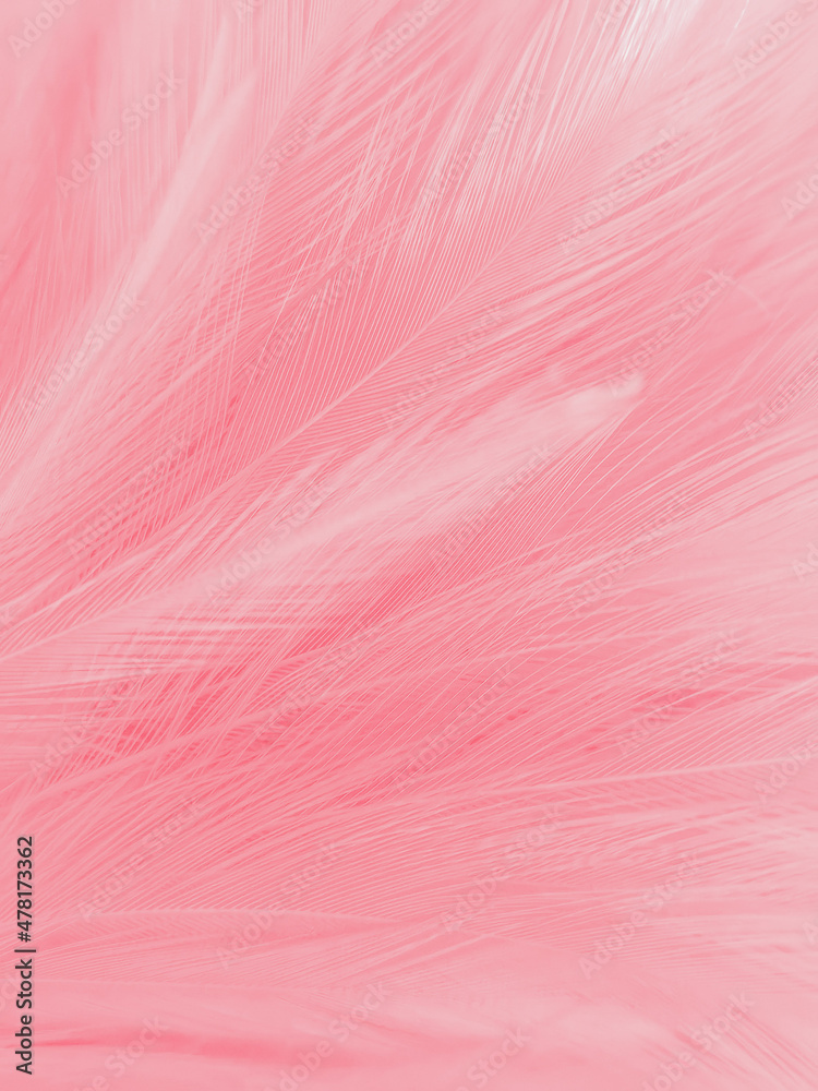 Pink Feathers Wallpapers