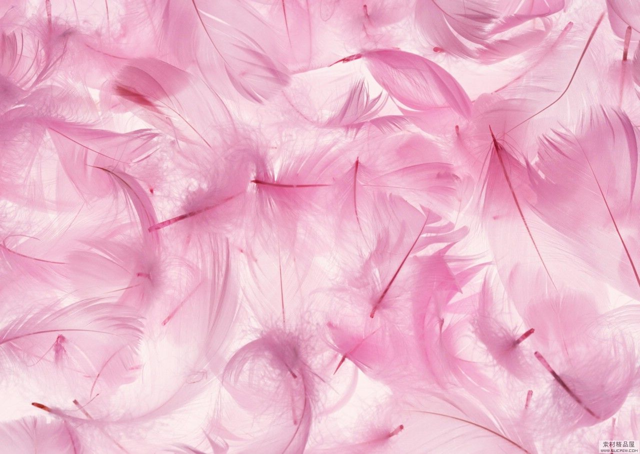 Pink Feathers Wallpapers