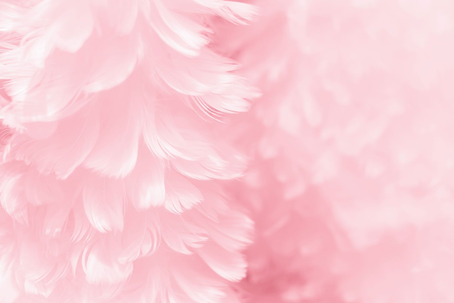 Pink Feathers Wallpapers