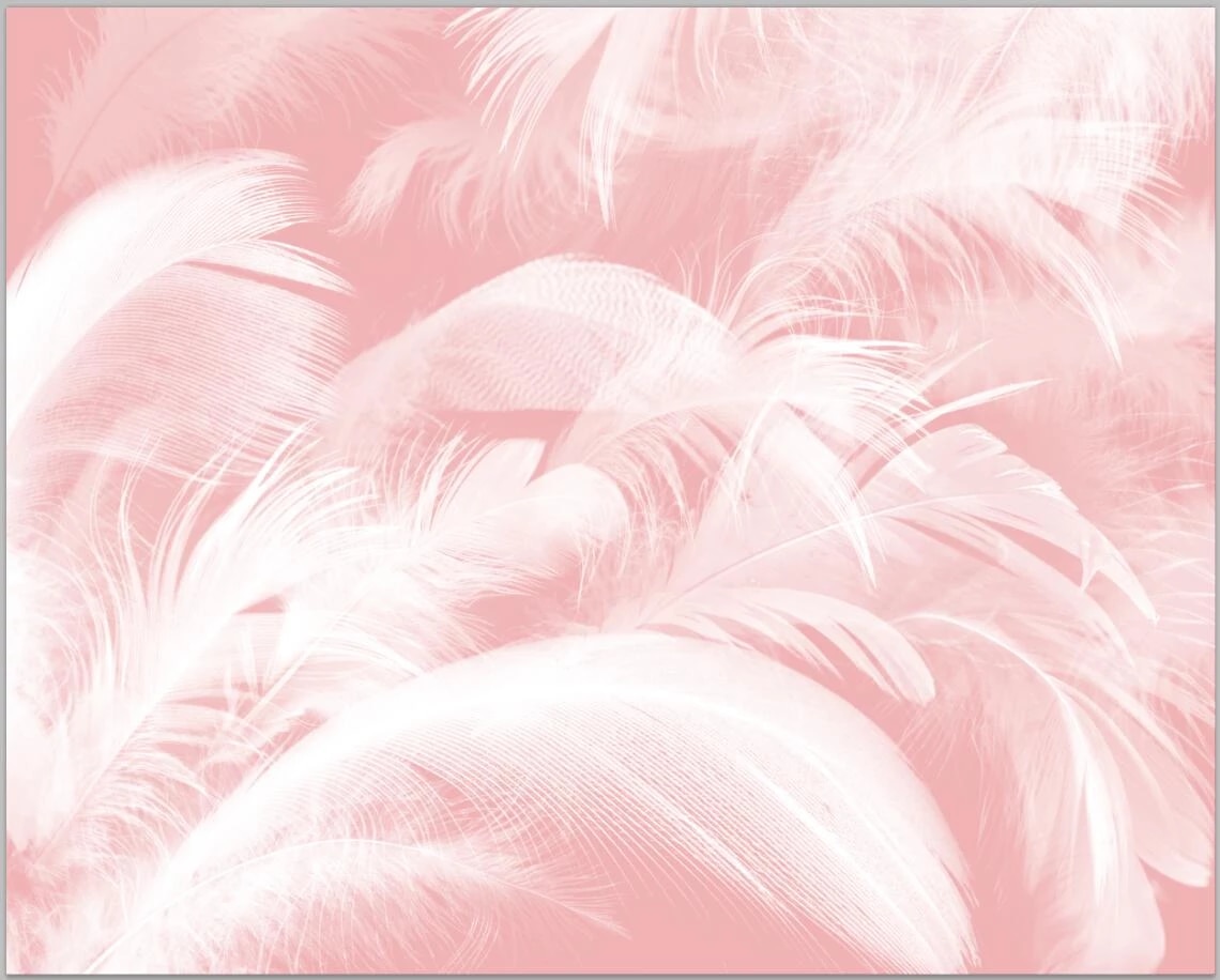 Pink Feathers Wallpapers