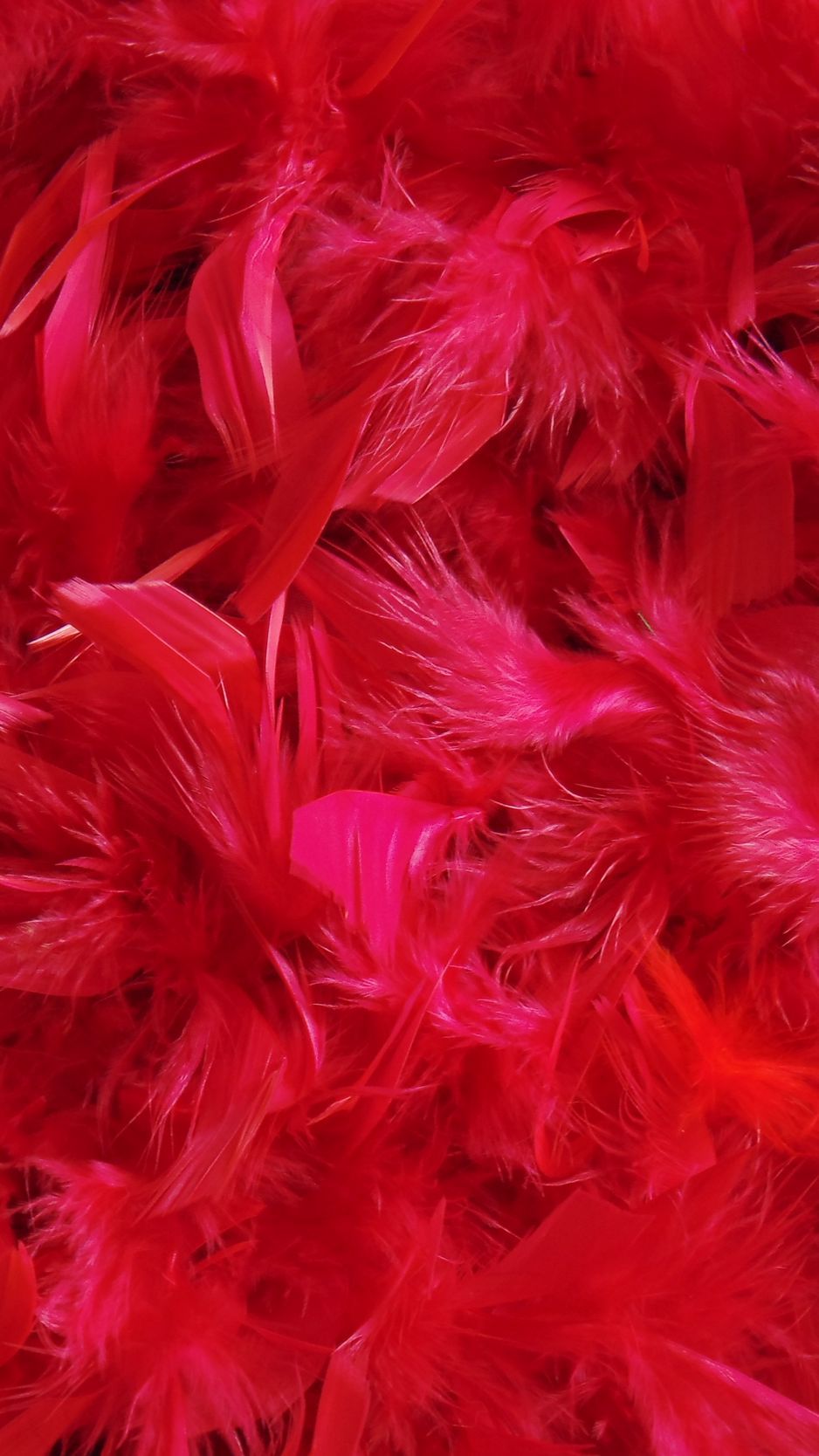 Pink Feathers Wallpapers