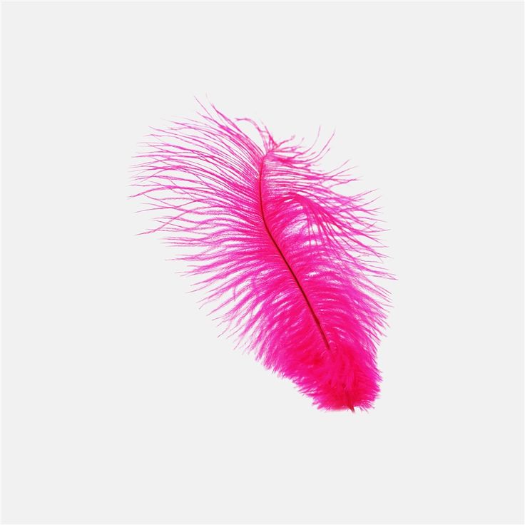 Pink Feathers Wallpapers