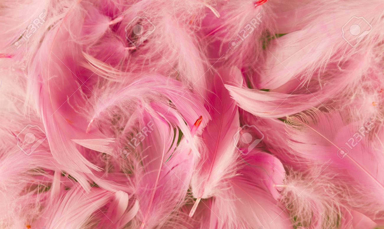 Pink Feathers Wallpapers