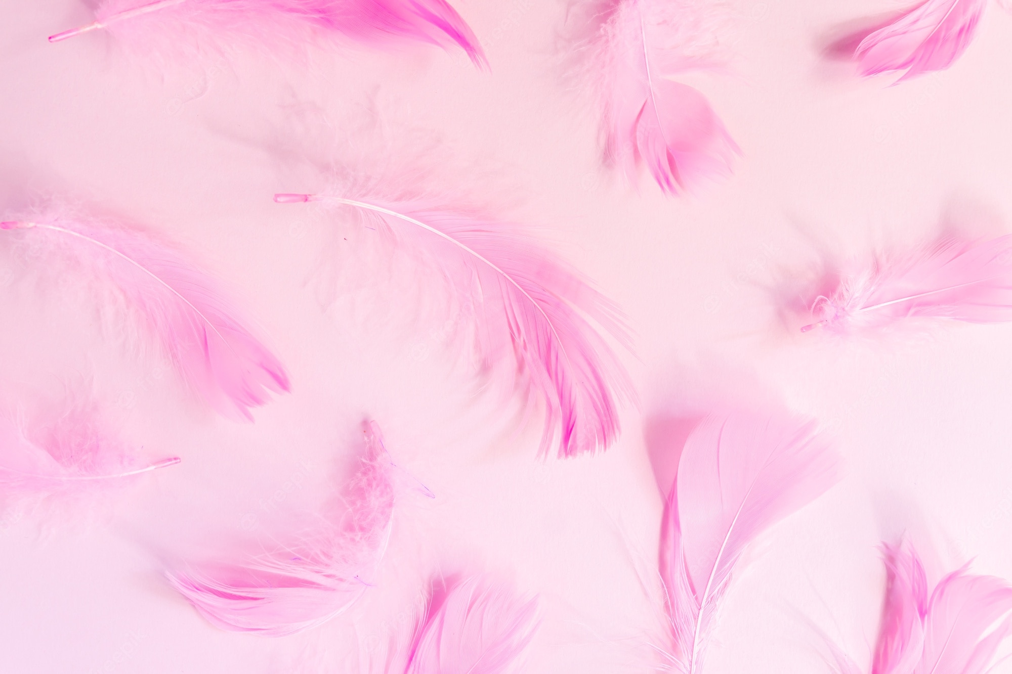 Pink Feathers Wallpapers