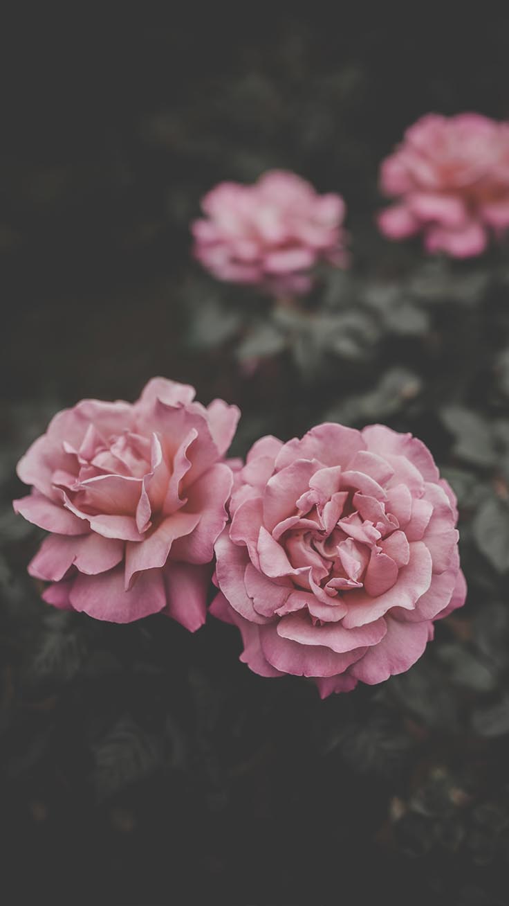 Pink Floral Iphone Wallpapers