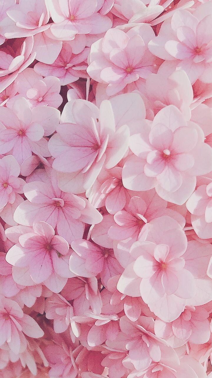 Pink Floral Iphone Wallpapers