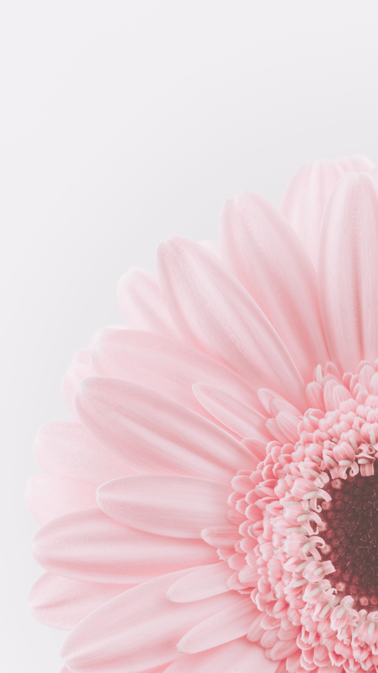 Pink Floral Iphone Wallpapers