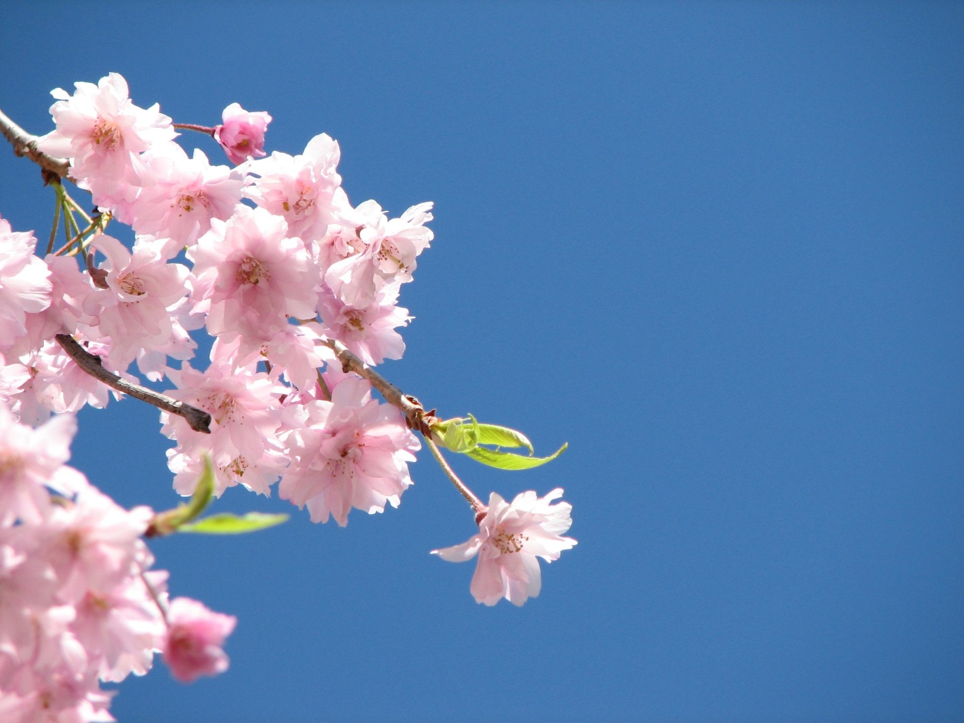 Pink Flower Wallpapers