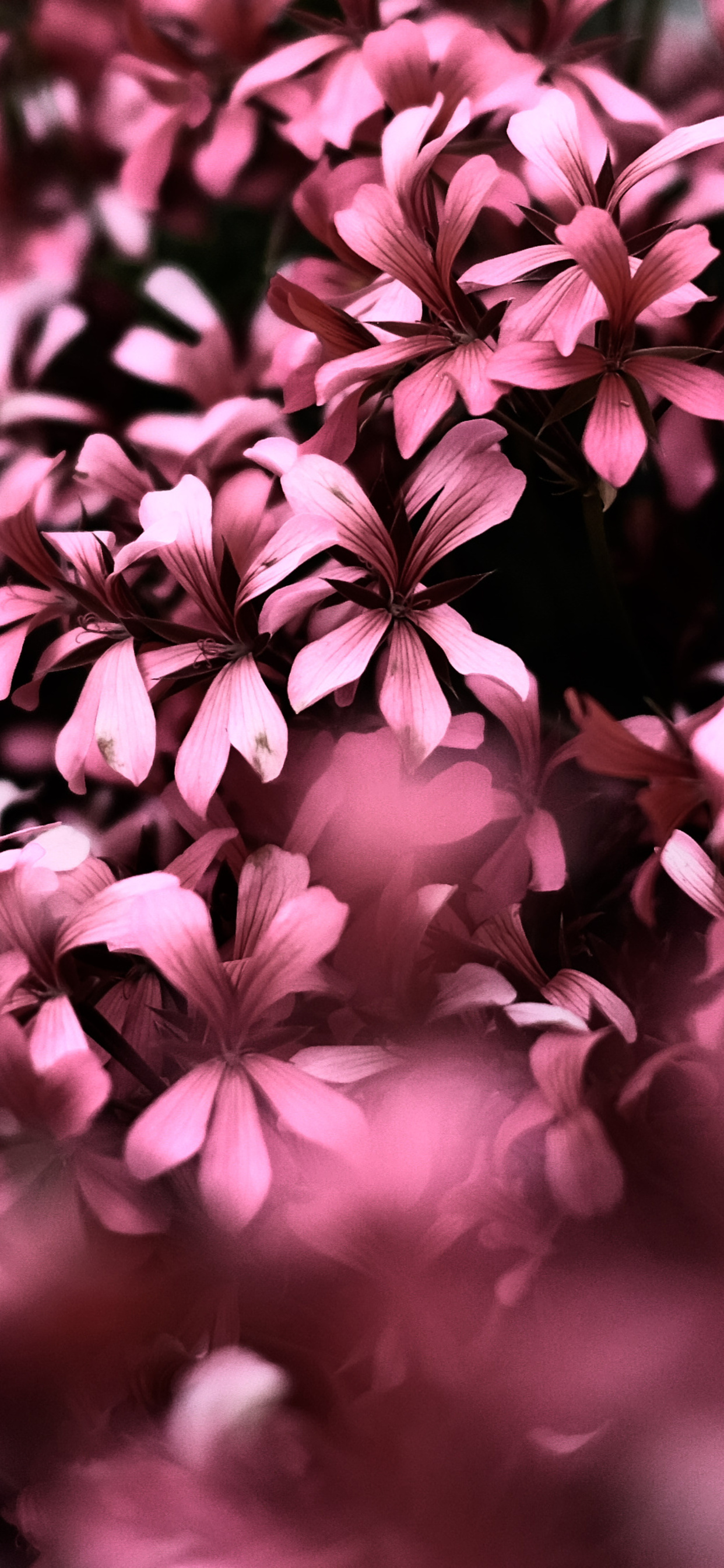 Pink Flower Wallpapers