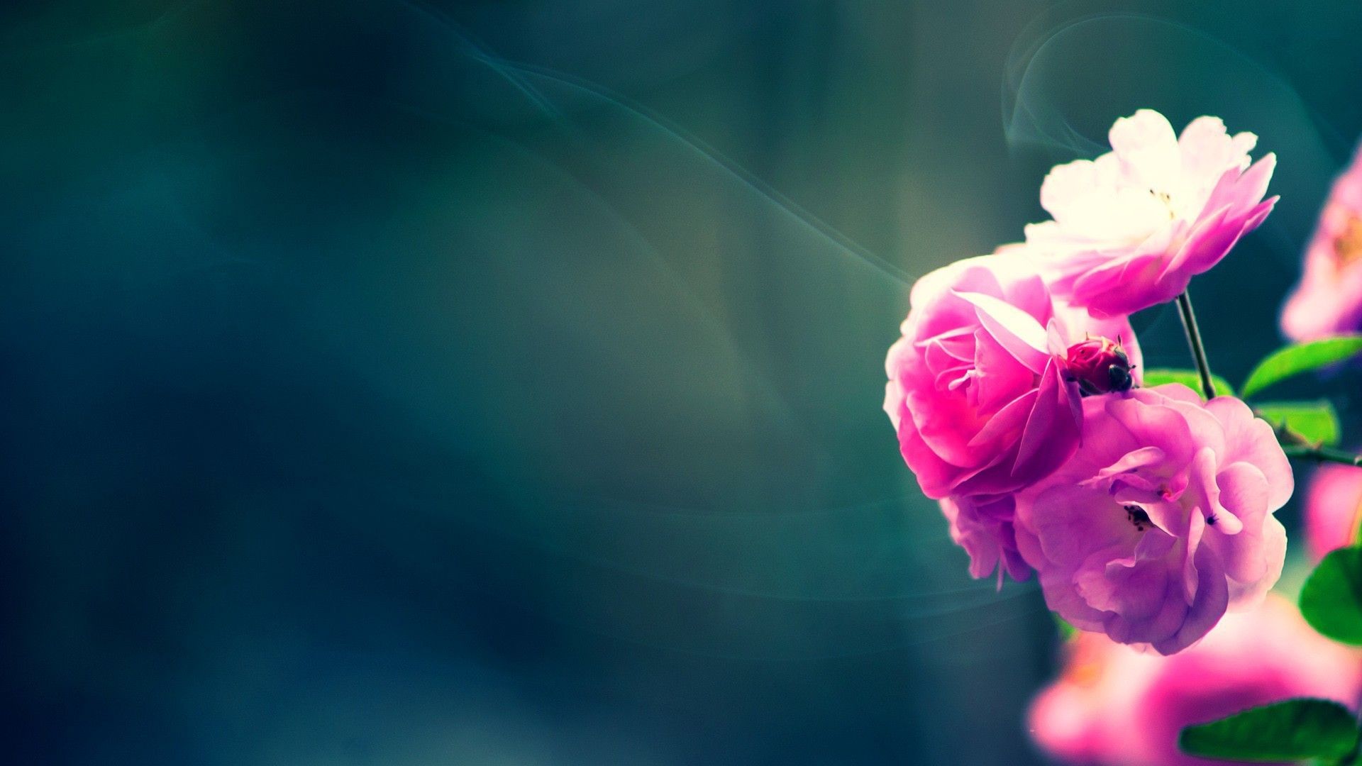 Pink Flower Desktop Wallpapers