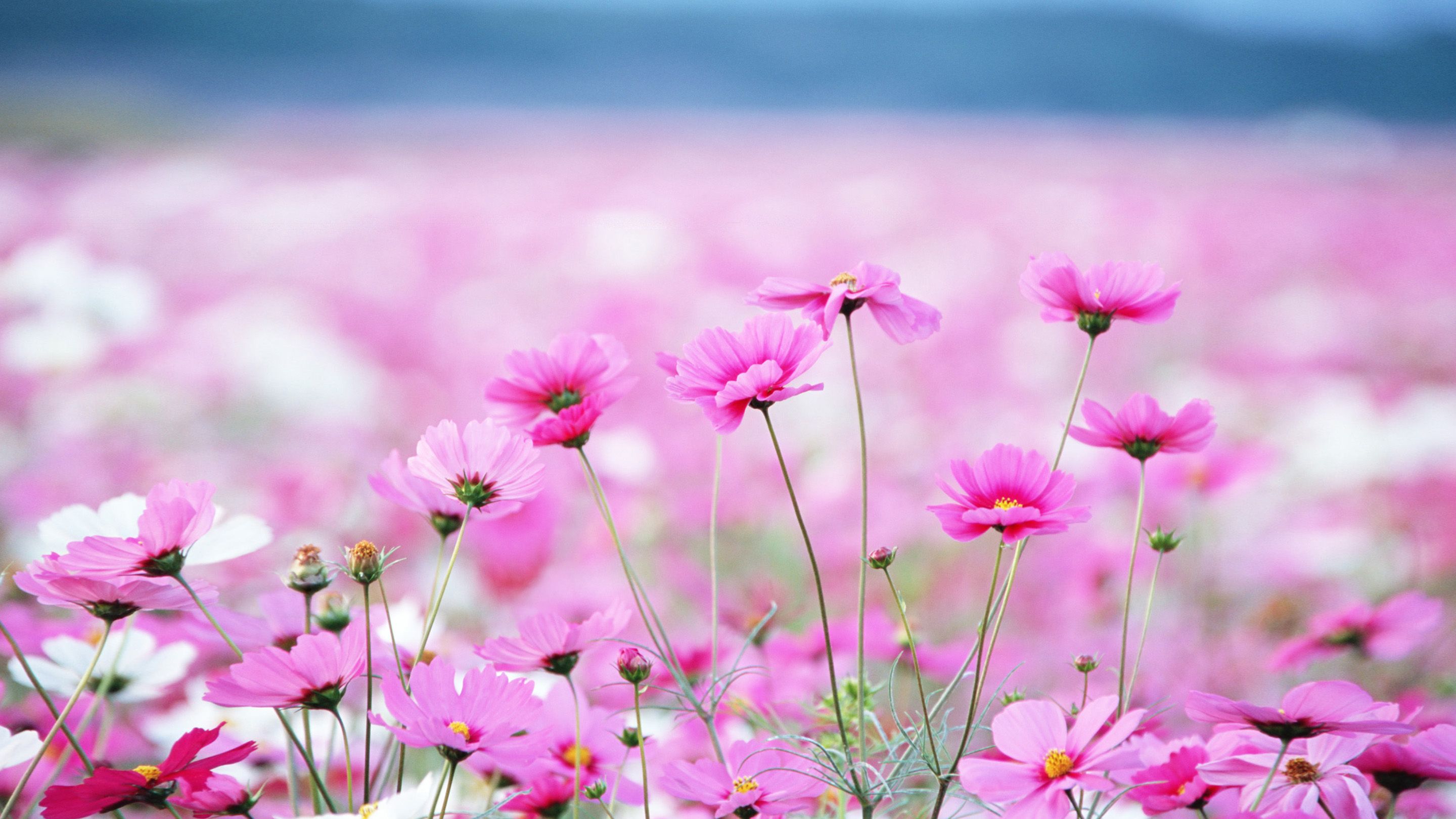 Pink Flower Desktop Wallpapers