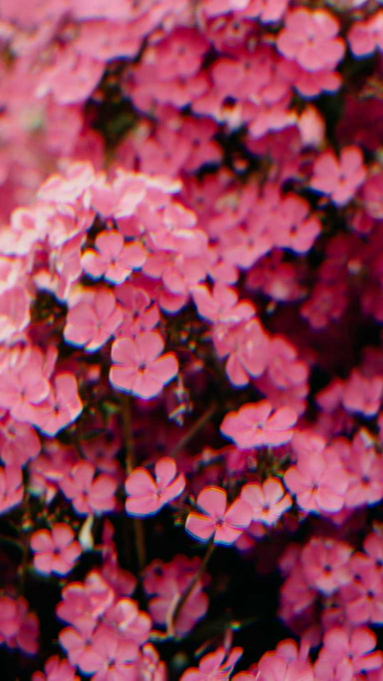 Pink Flower Iphone Wallpapers