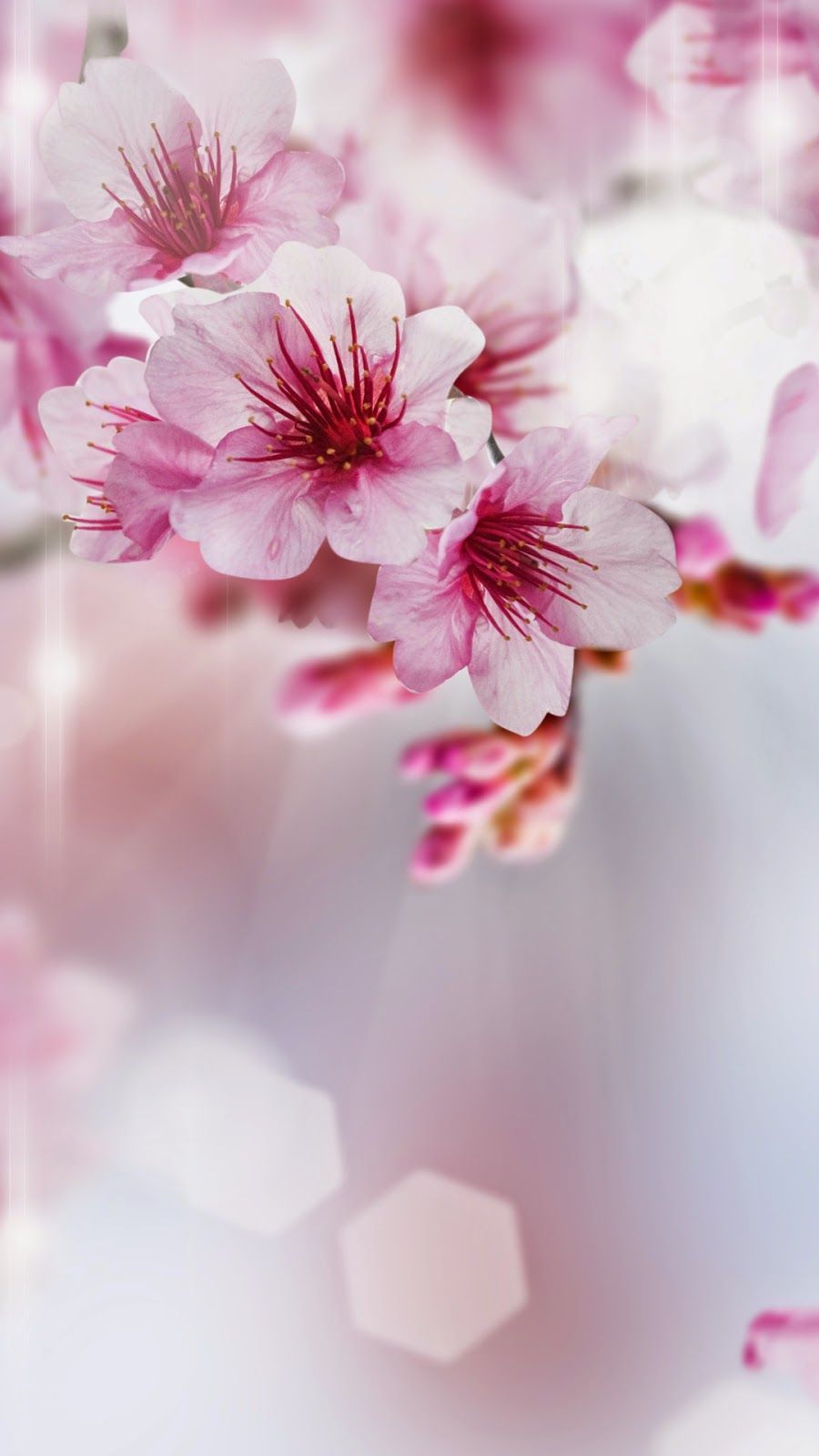 Pink Flower Iphone Wallpapers